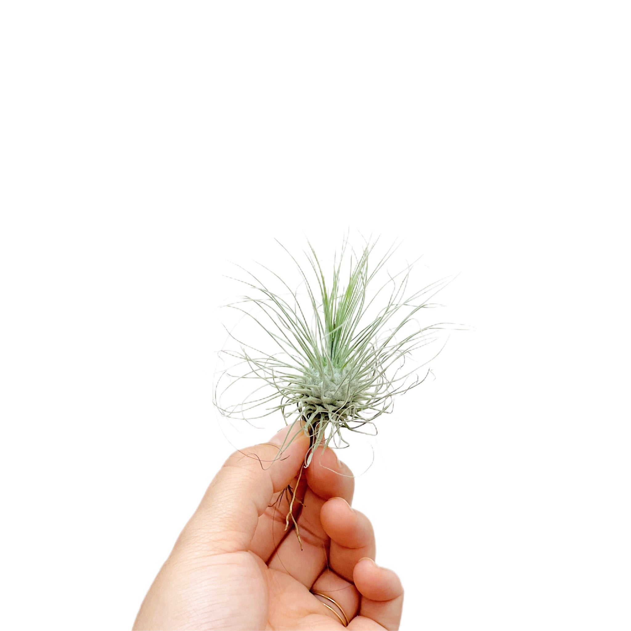 Tillandsia Fuchsii Var. Gracilis