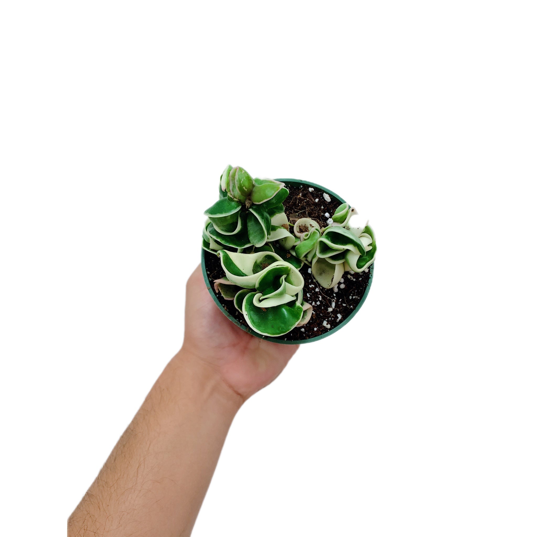 Hoya Rope Variegated