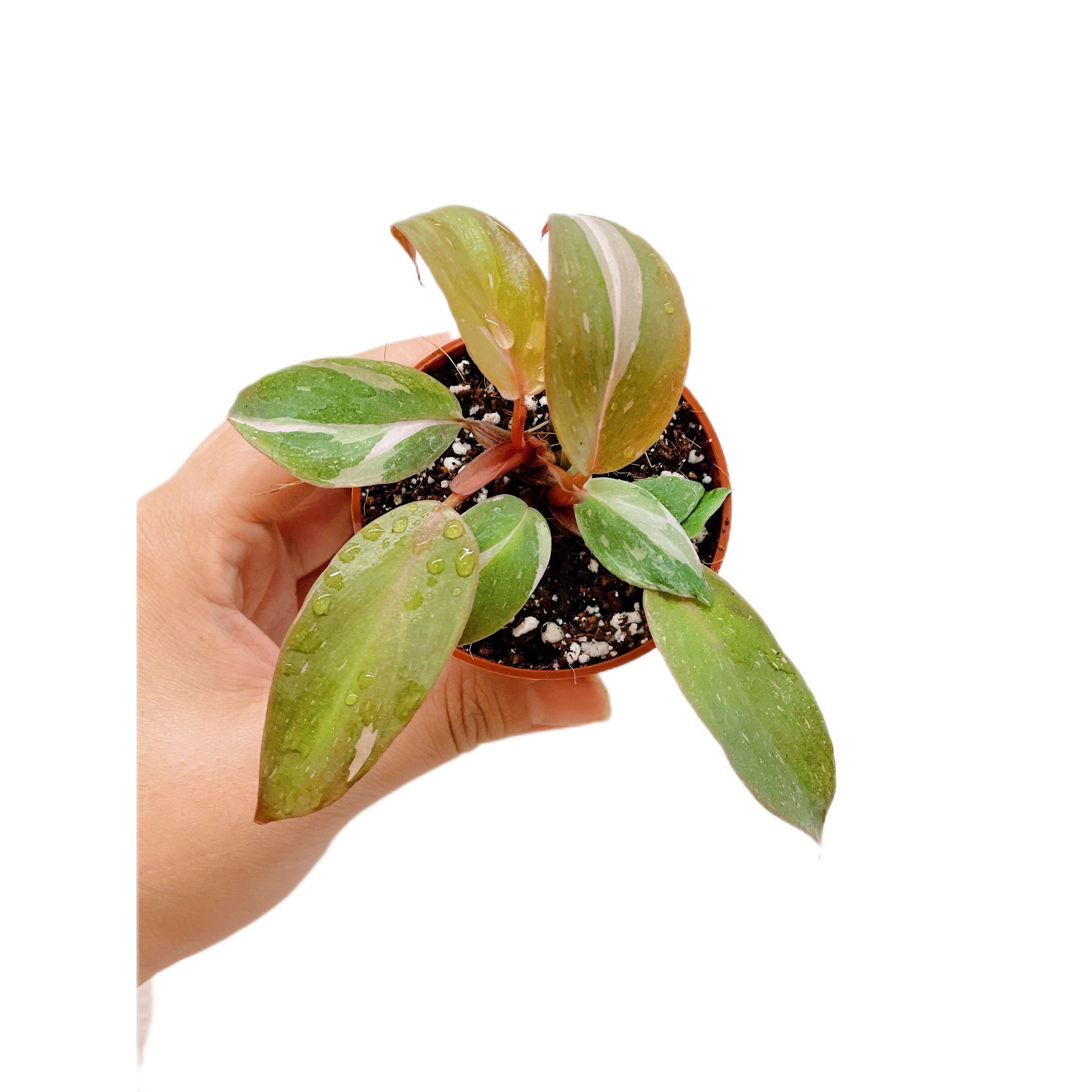 Philodendron Pink Princess (Plantlet)