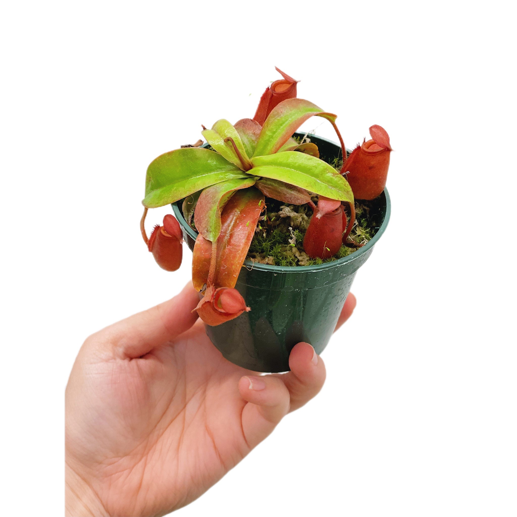 Nepenthes X Lady Luck