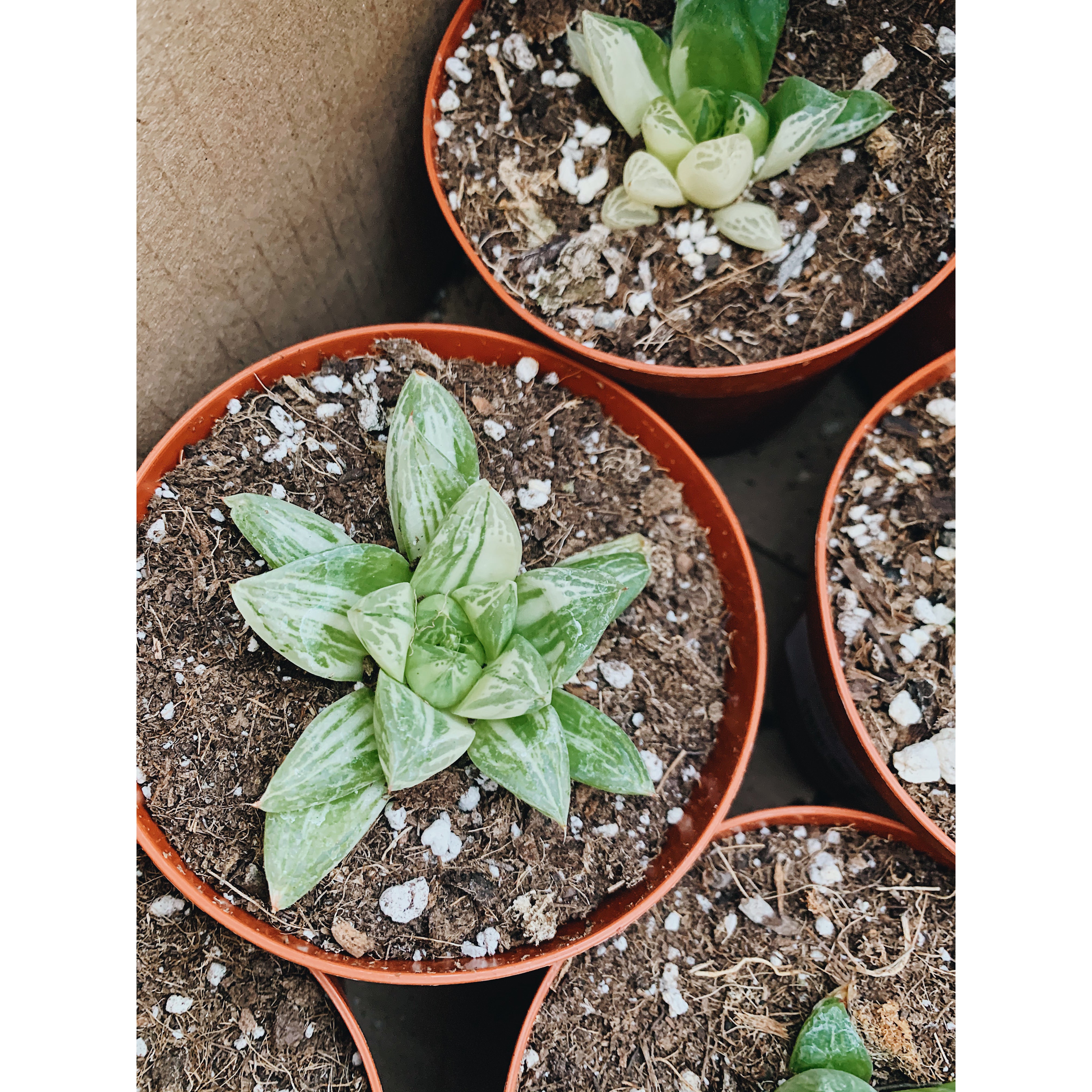 Haworthia Variegata 'Obtusa'