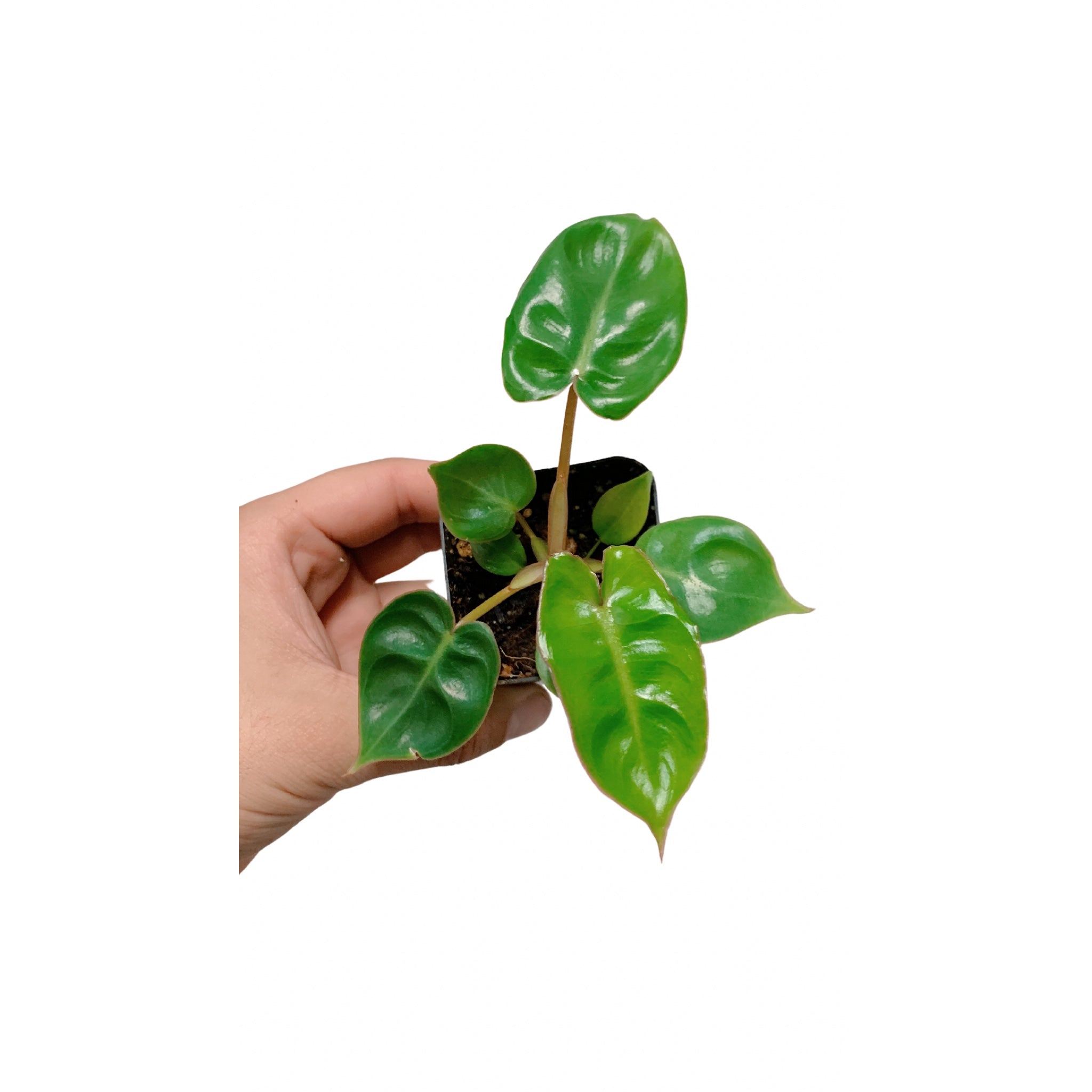 Philodendron Billietiae (Plantlet)