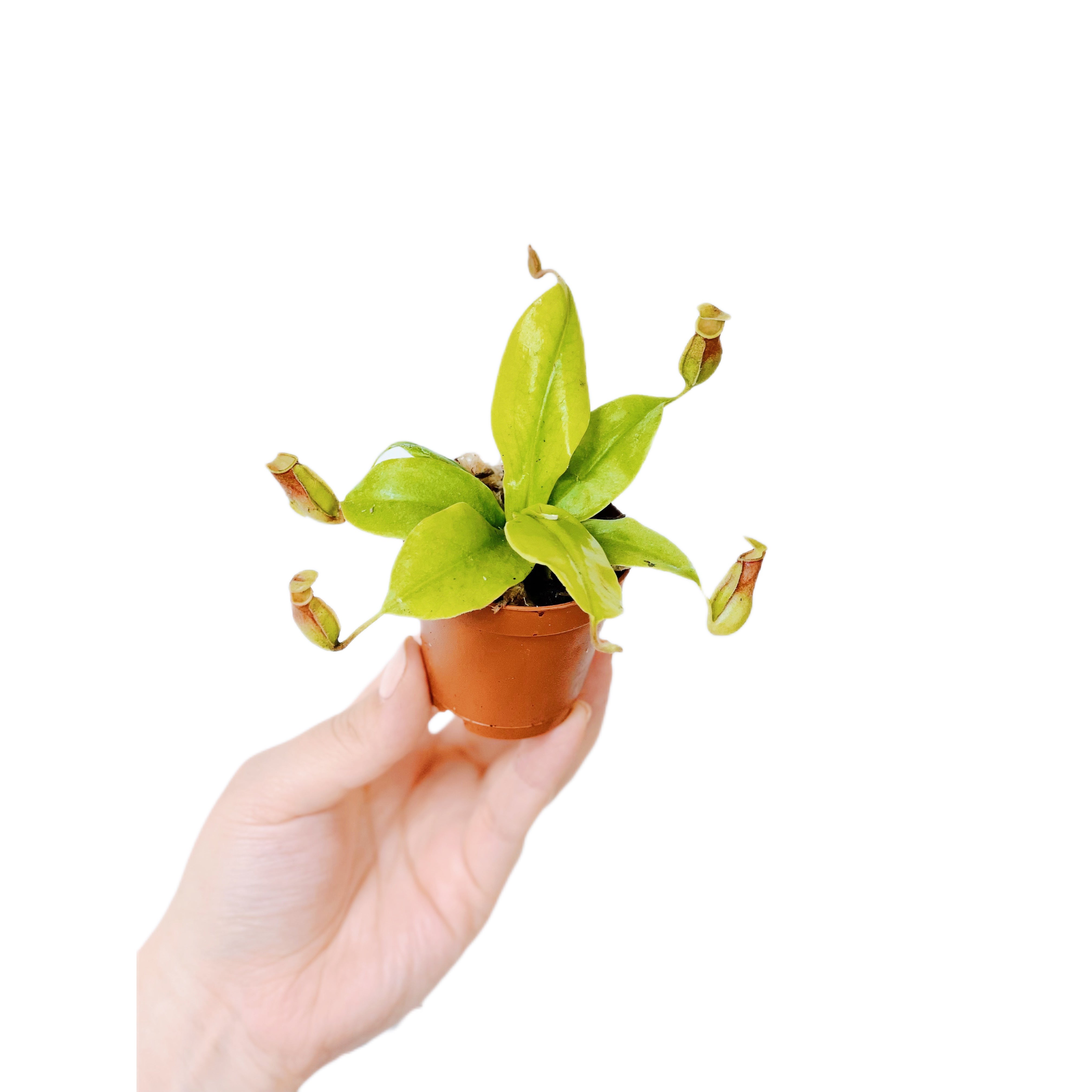 Nepenthes X St. Gaya