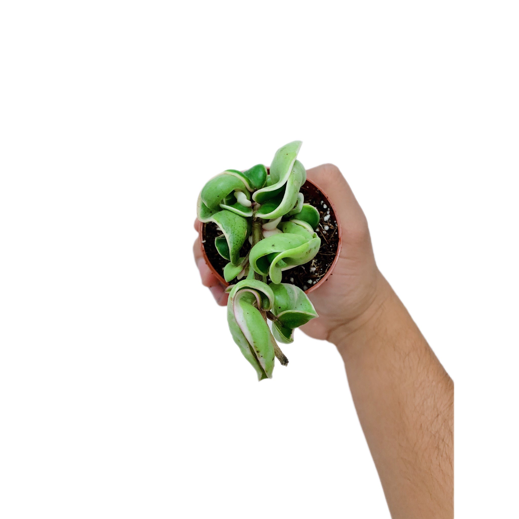 Hoya Rope Variegated