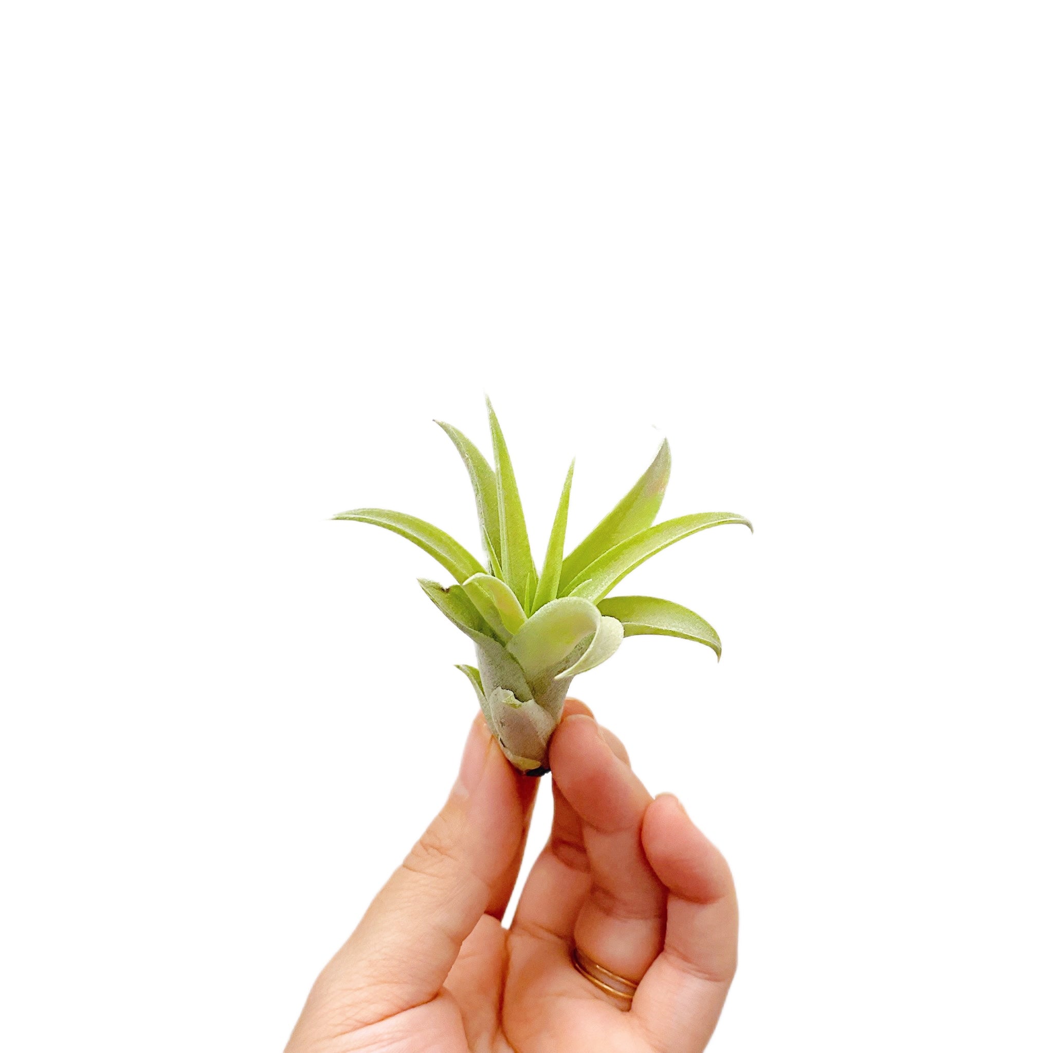 Tillandsia Capitata Peach