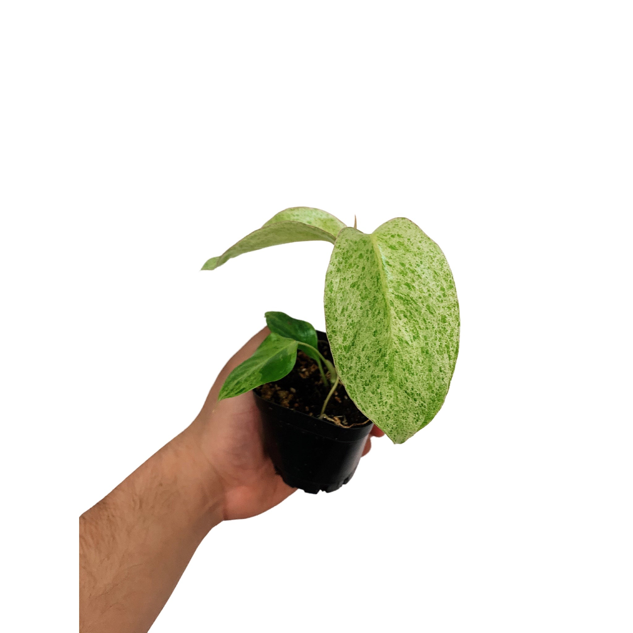 Philodendron Paraiso Verde