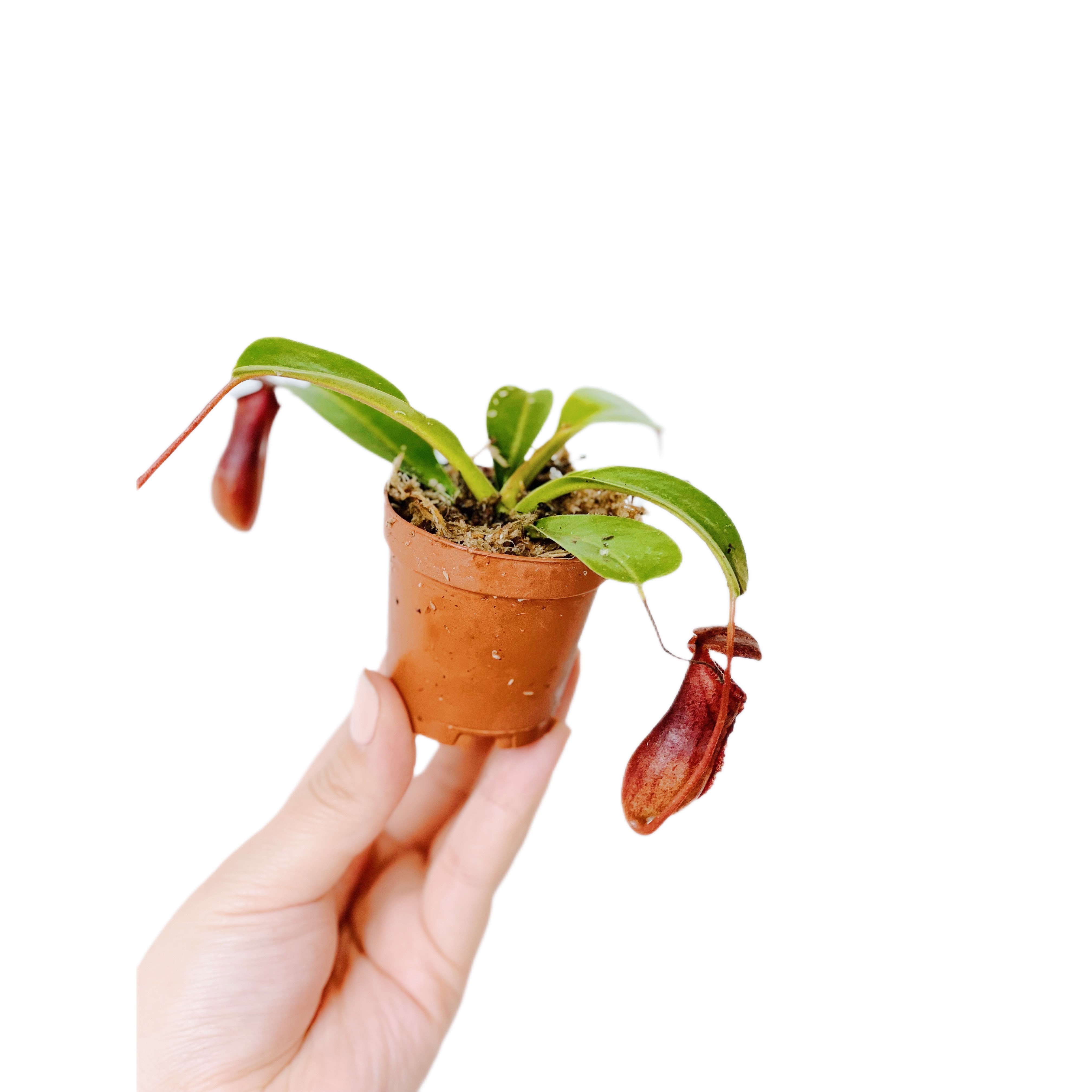 Nepenthes Lowii Ventricosa Red
