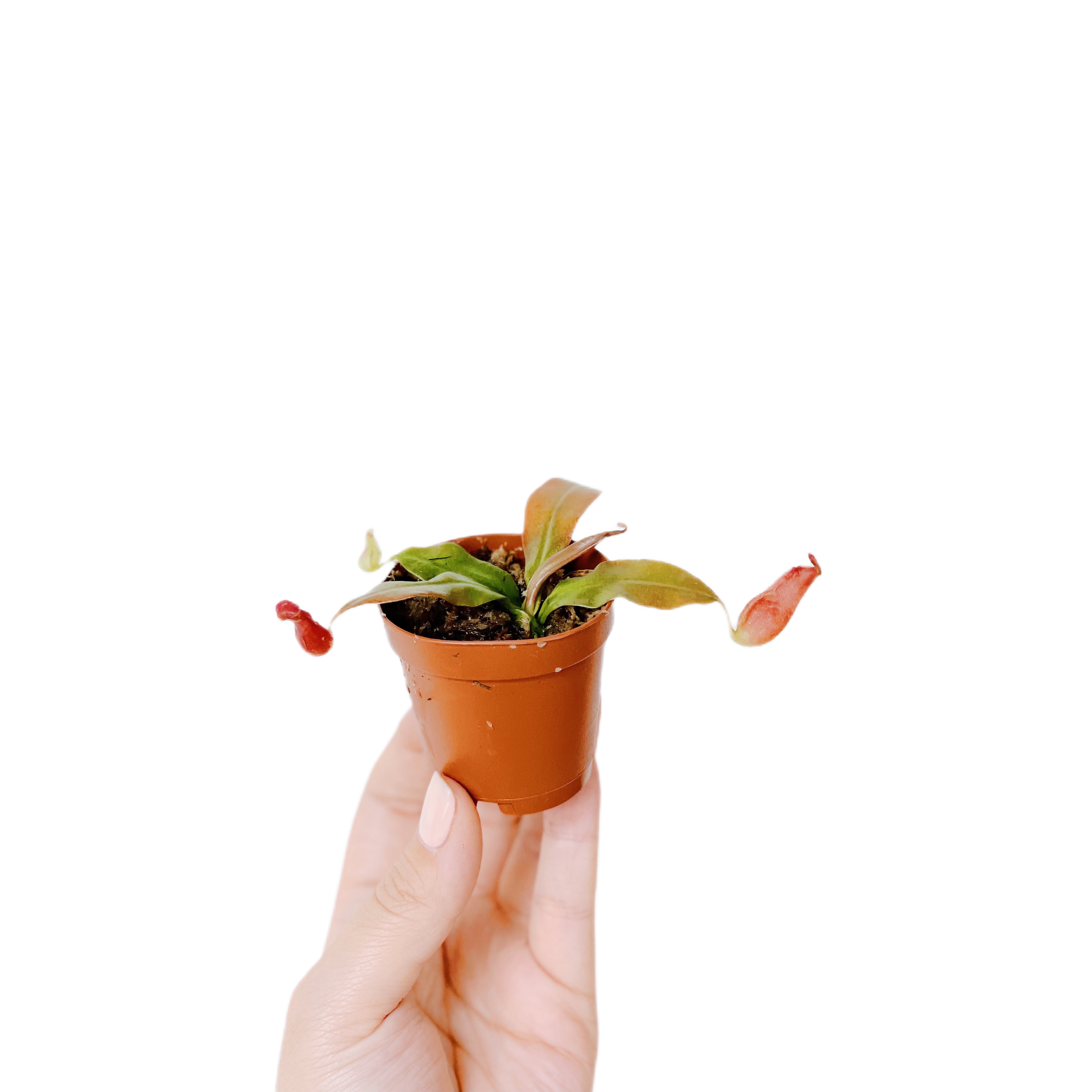 Nepenthes Bloody Mary