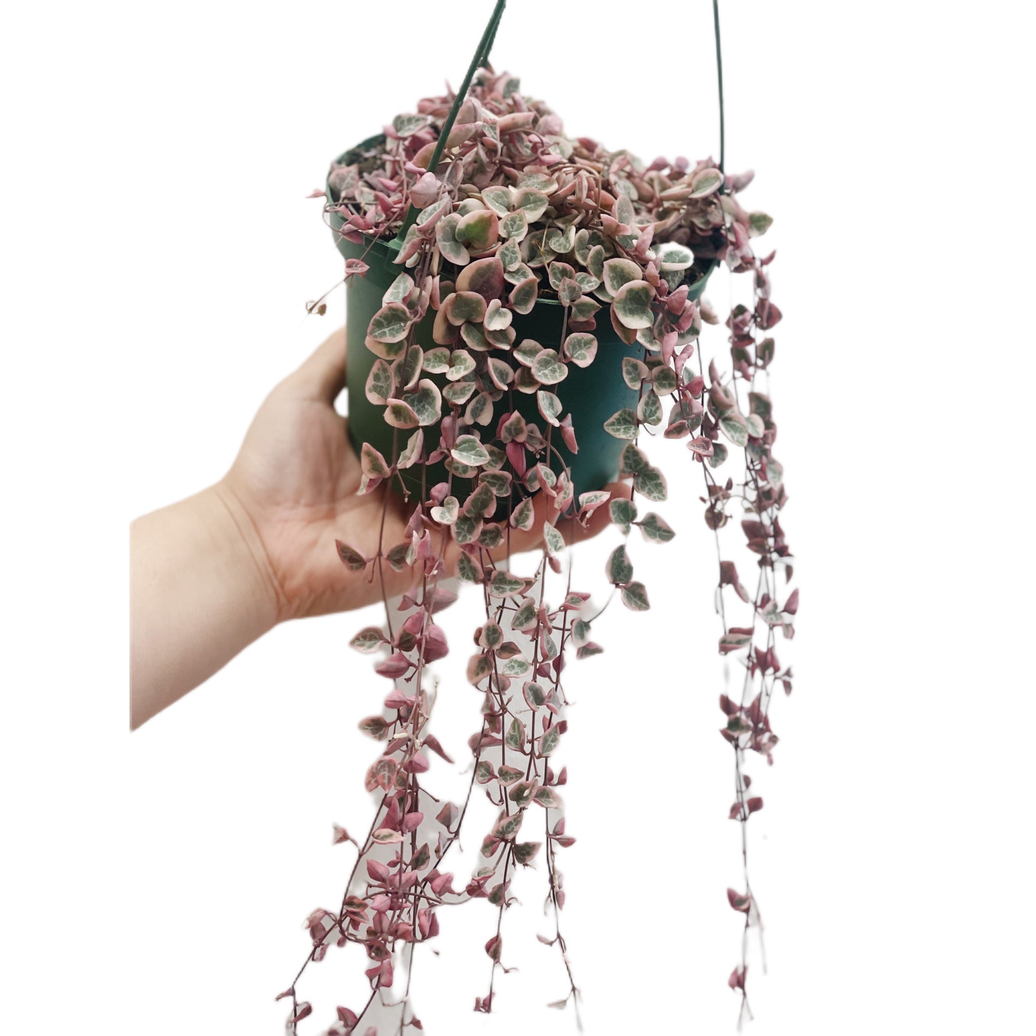 String Of Hearts Variegated