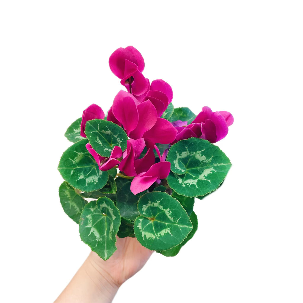 Cyclamen Pink