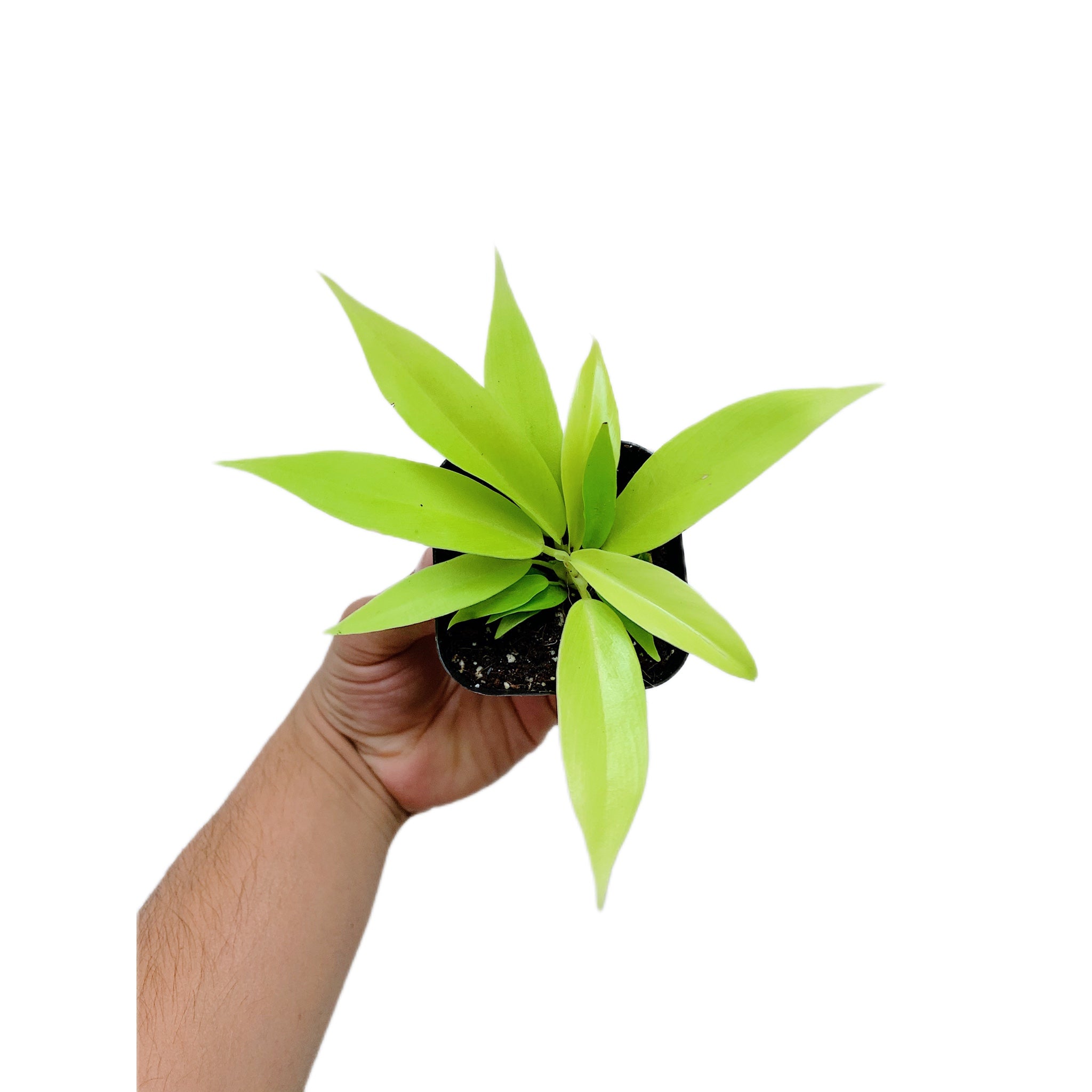 Philodendron Golden Crocodile