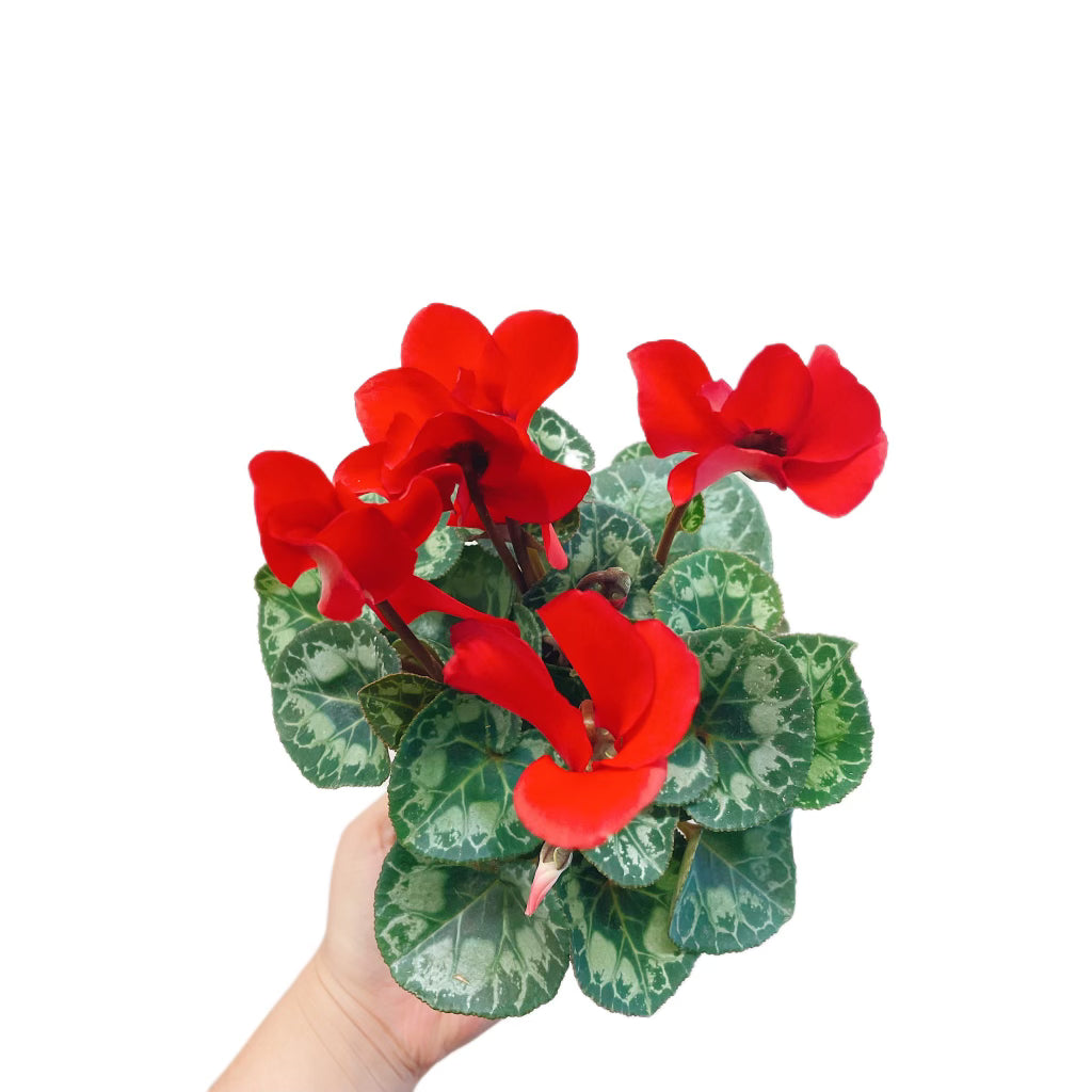 Cyclamen Red