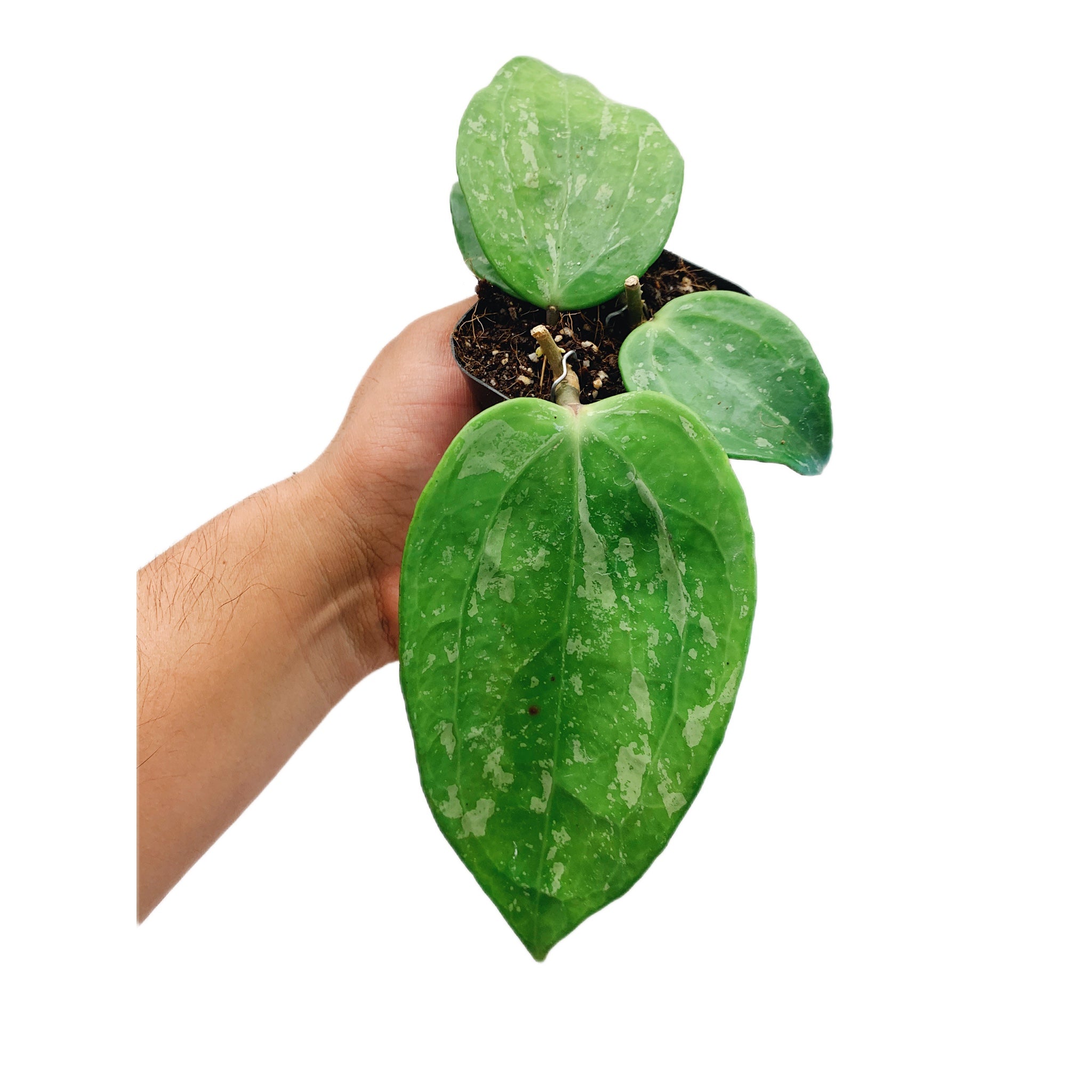 Hoya Macrophylla Snow Queen