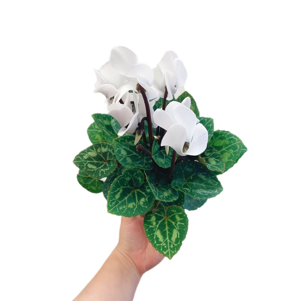 Cyclamen White
