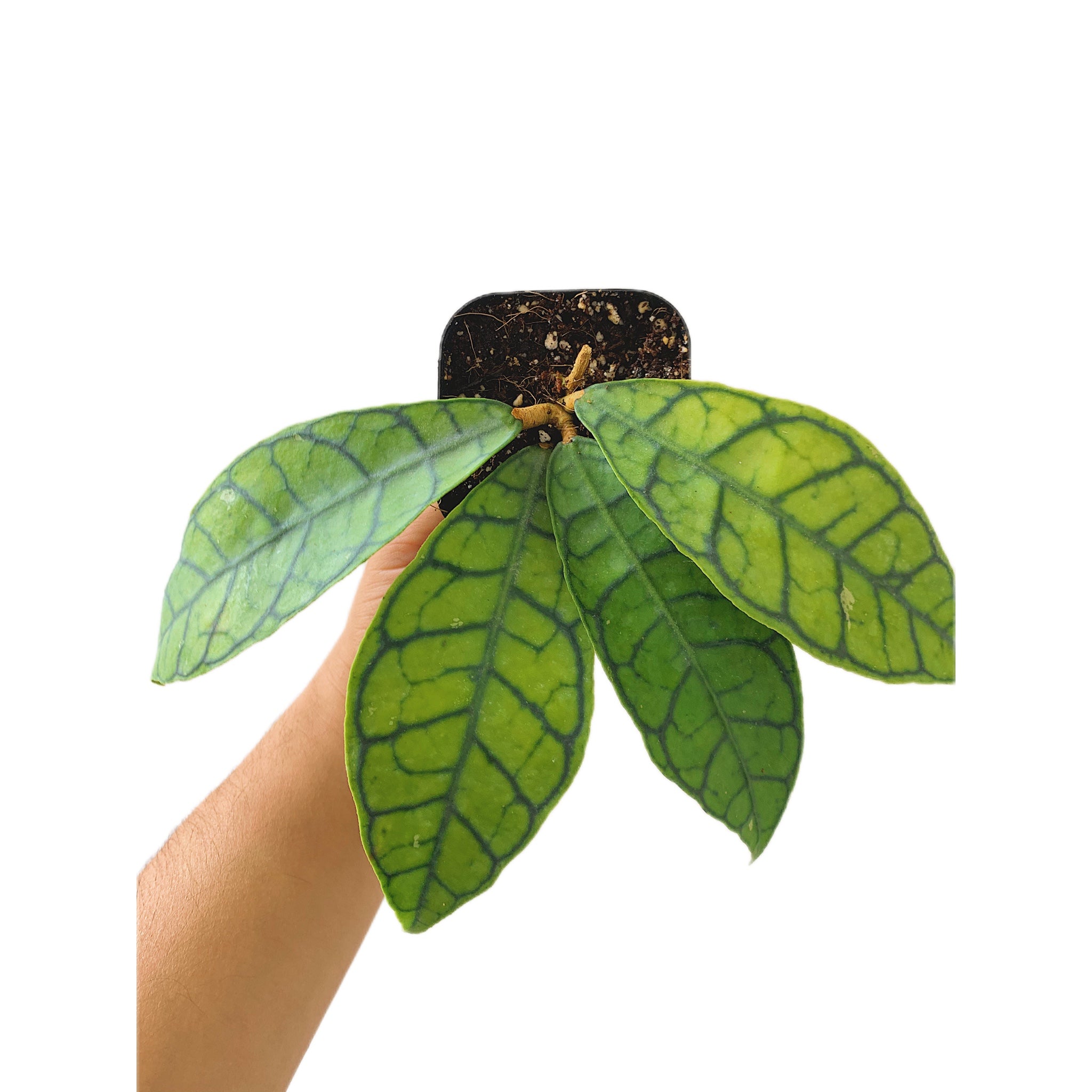 Hoya Callistyophylla Short Leaves