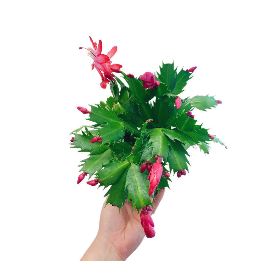 Christmas Cactus