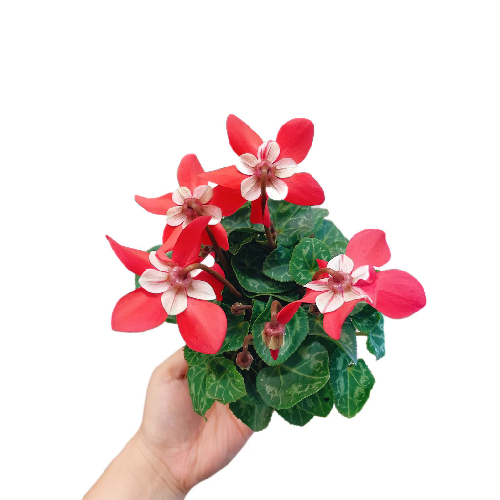 Cyclamen Red/White Flower