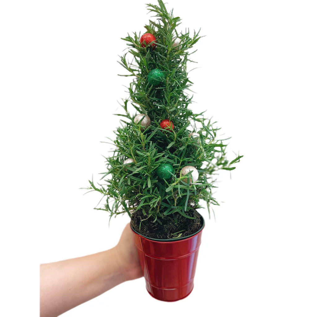 Rosemary Holiday Tree
