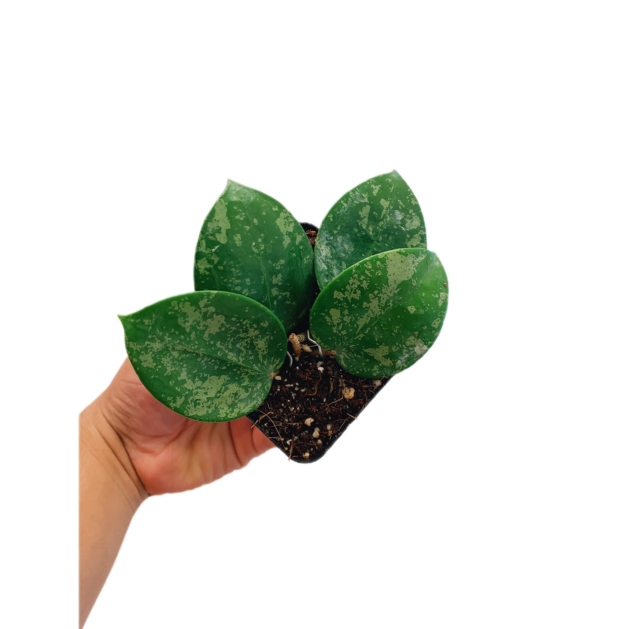 Hoya Parasitica Splash