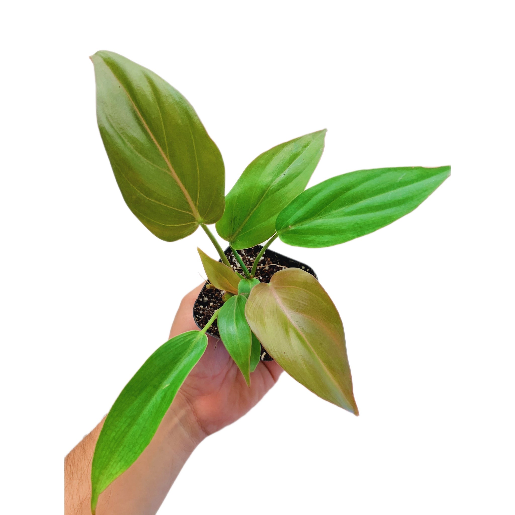 Philodendron Summery Glory