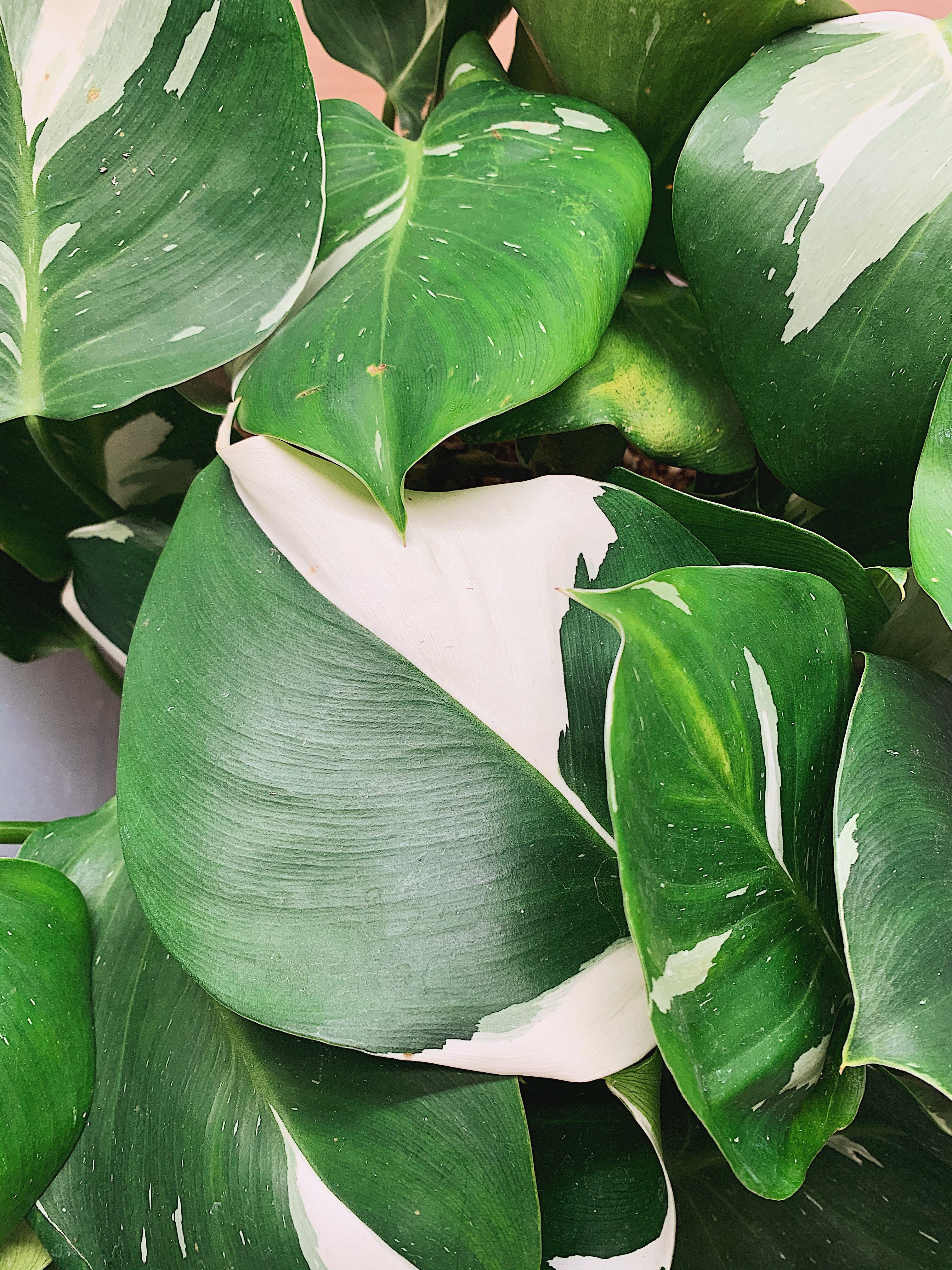 Philodendron