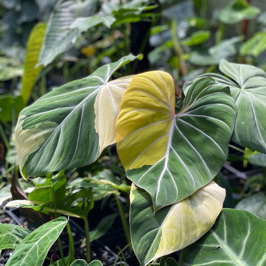 Philodendrons