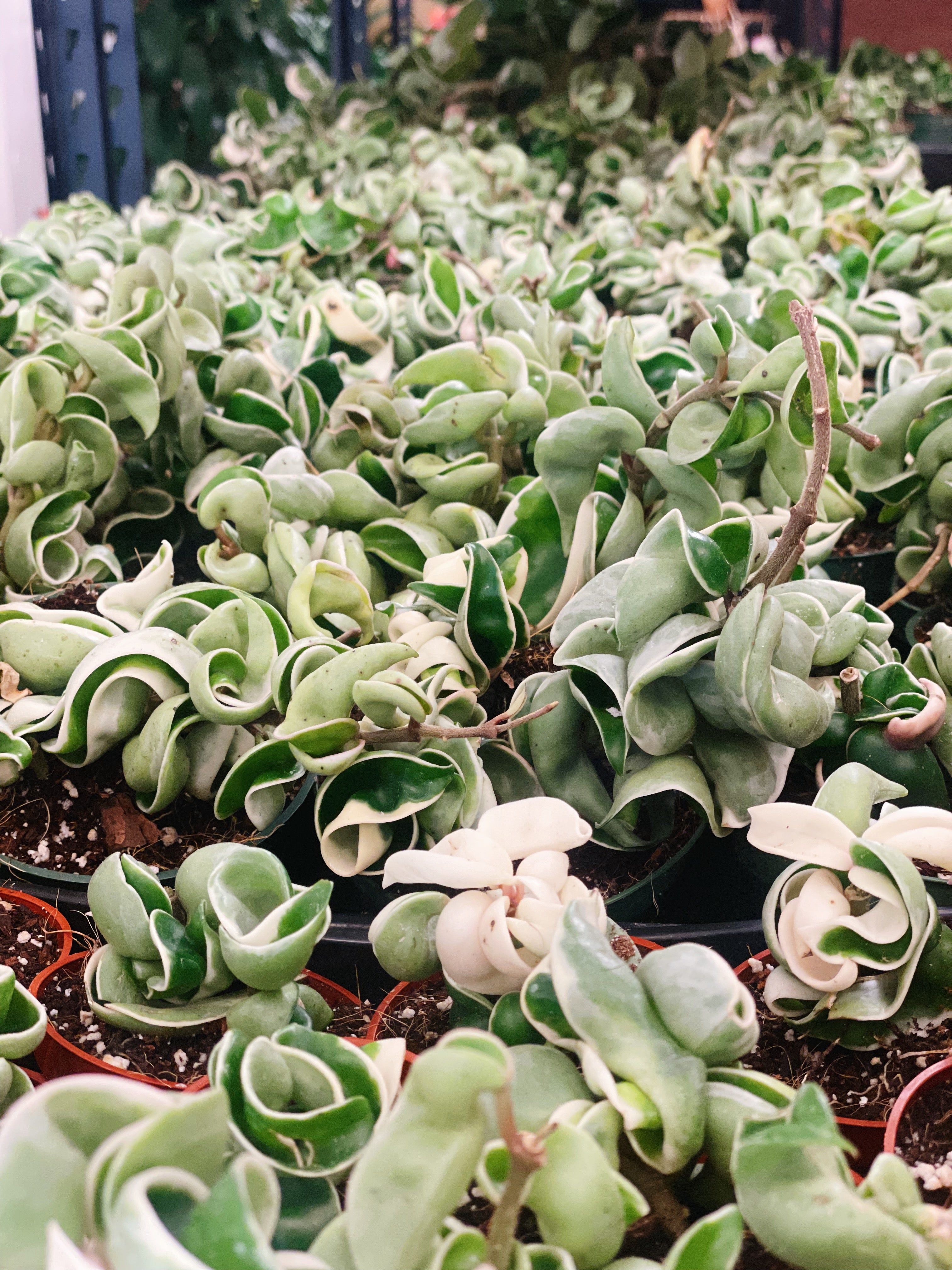 Hoya