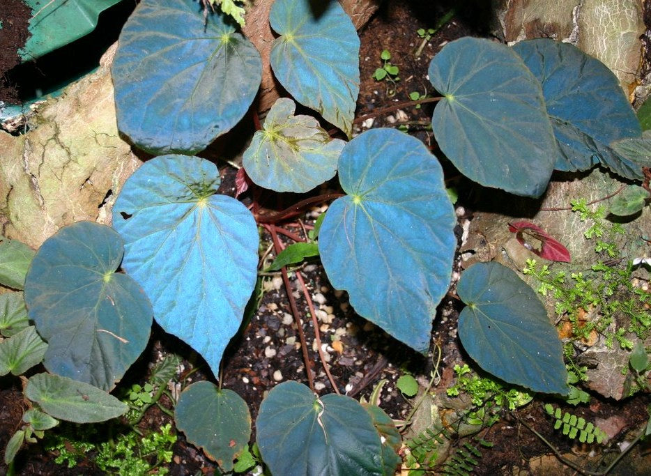 Begonias