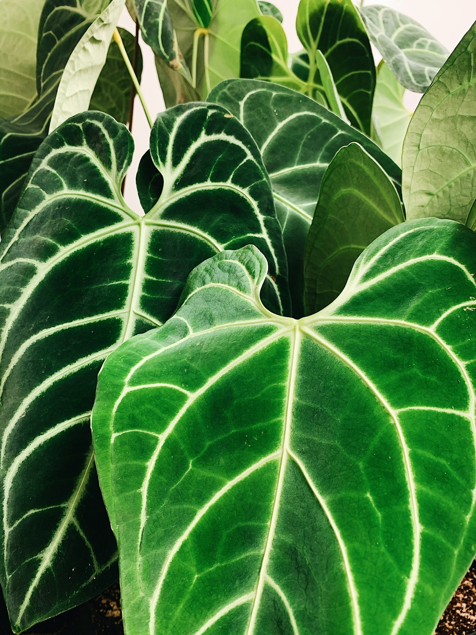 Anthurium