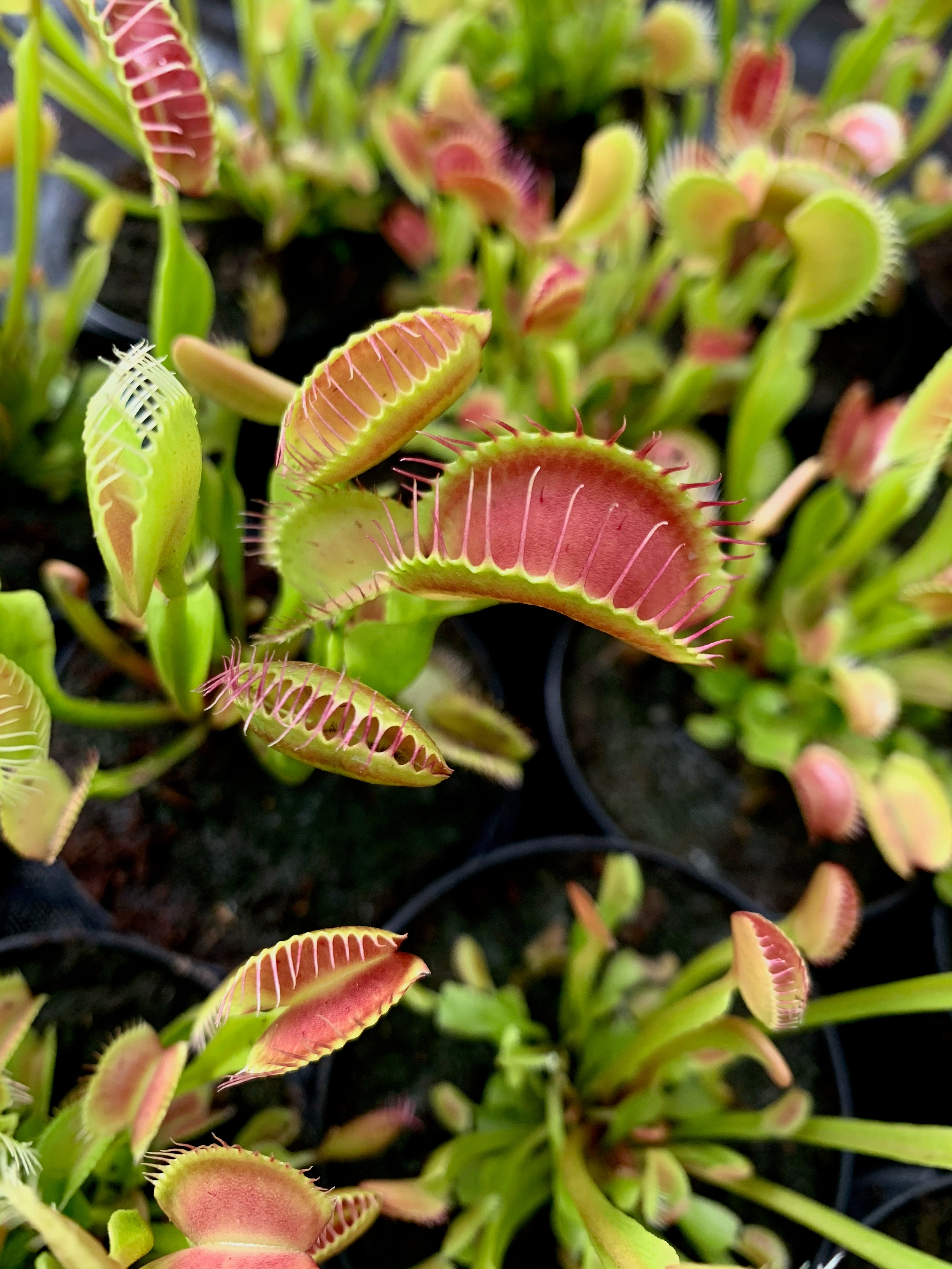 By Carnivorous