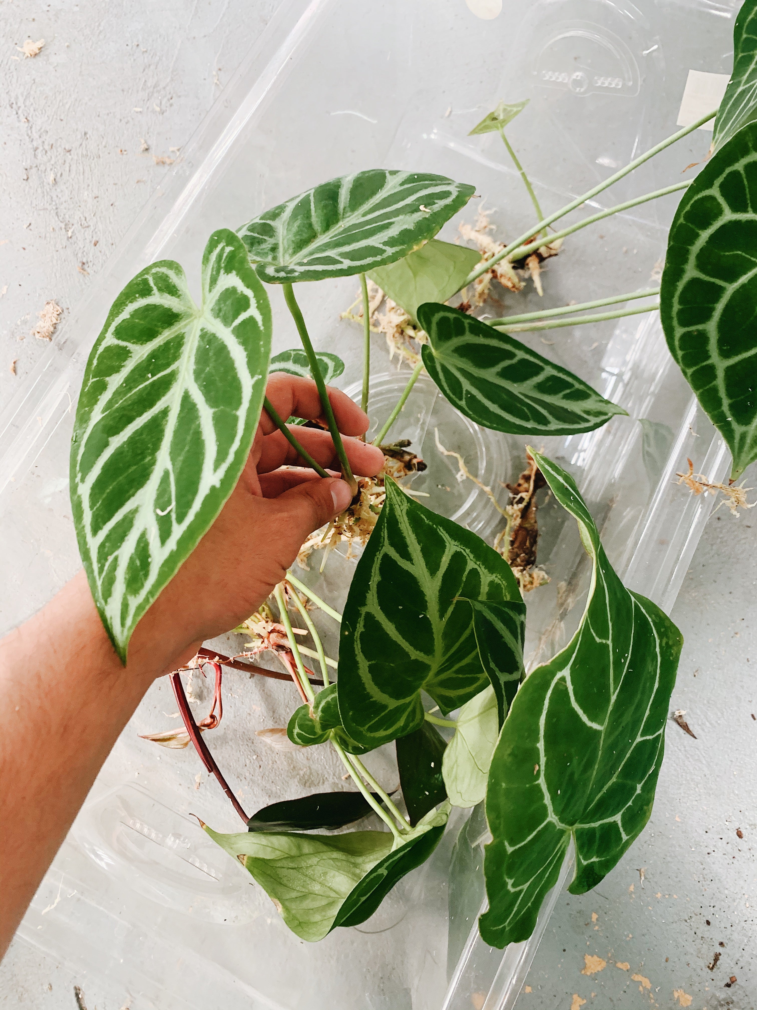 Cuttings