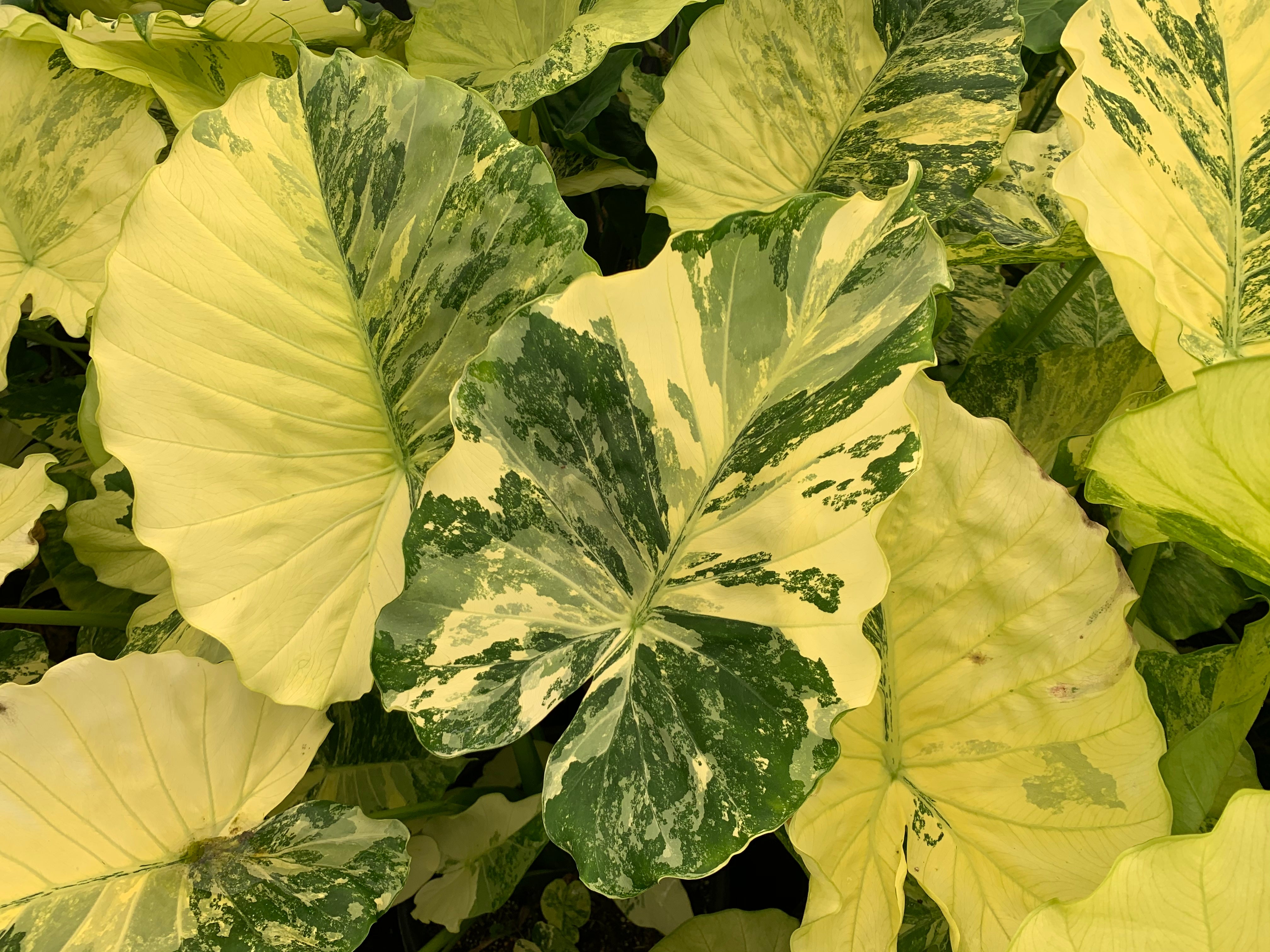 Alocasia