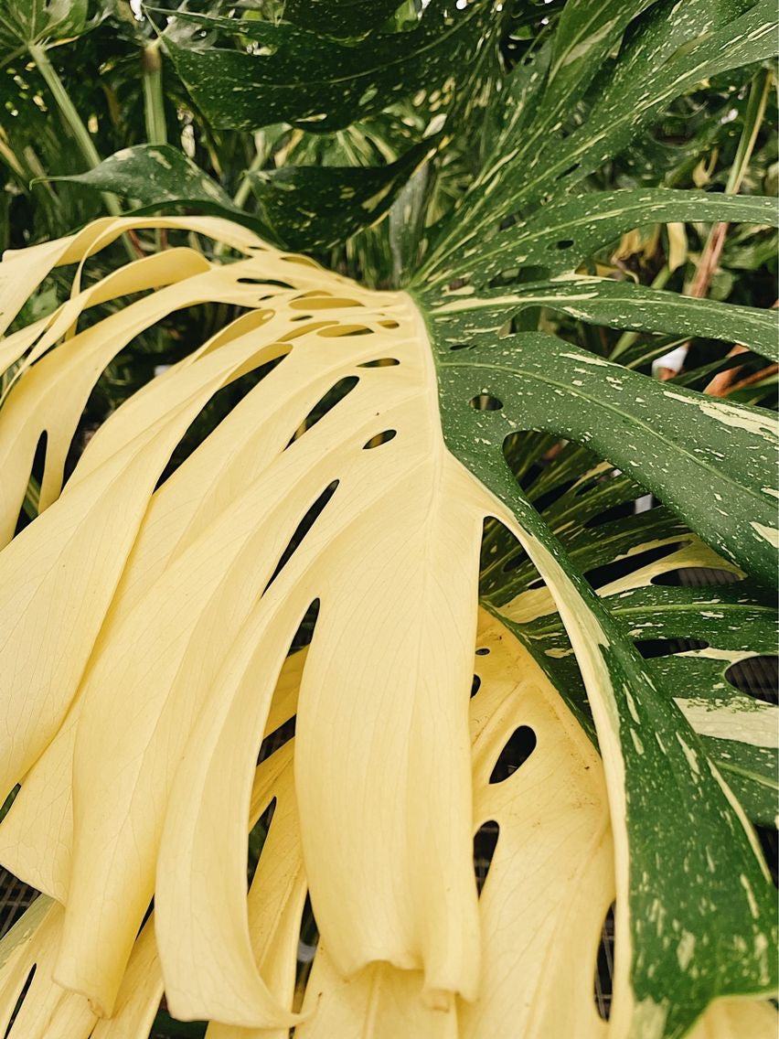 Monstera