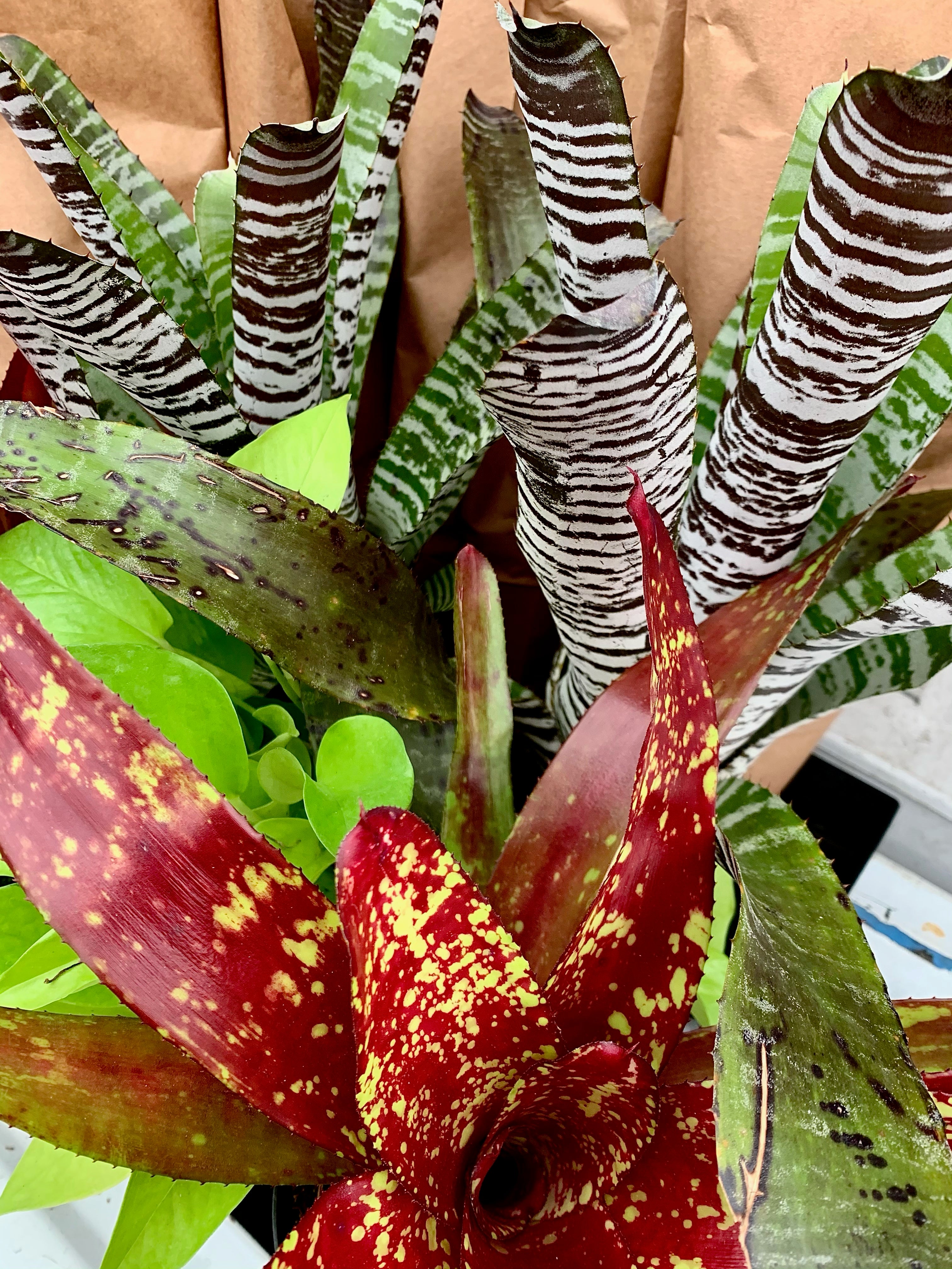 Bromeliad