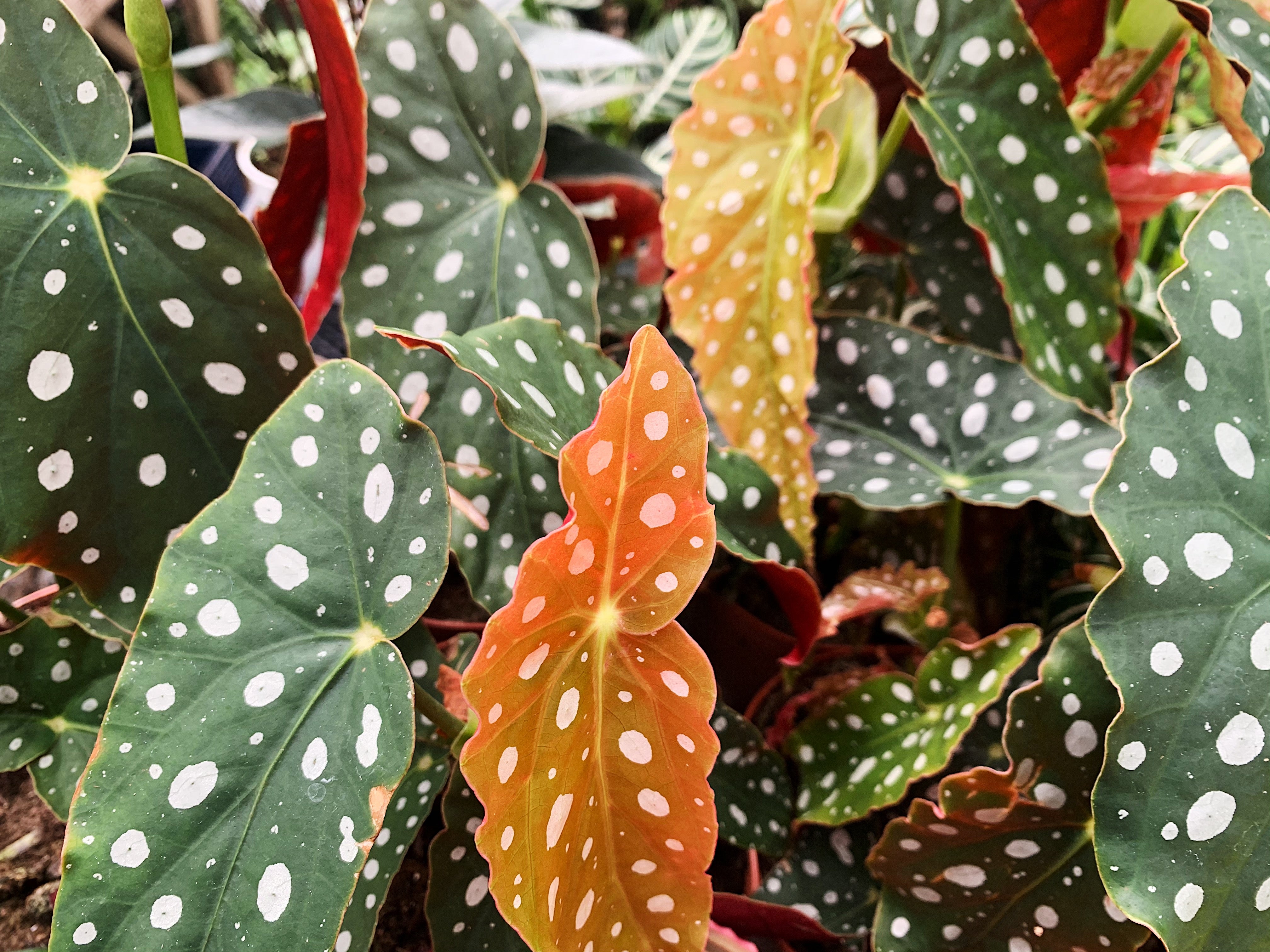 Begonia