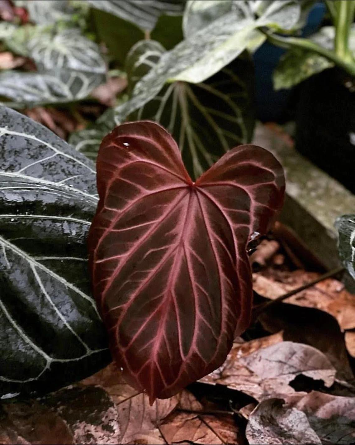 Anthuriums