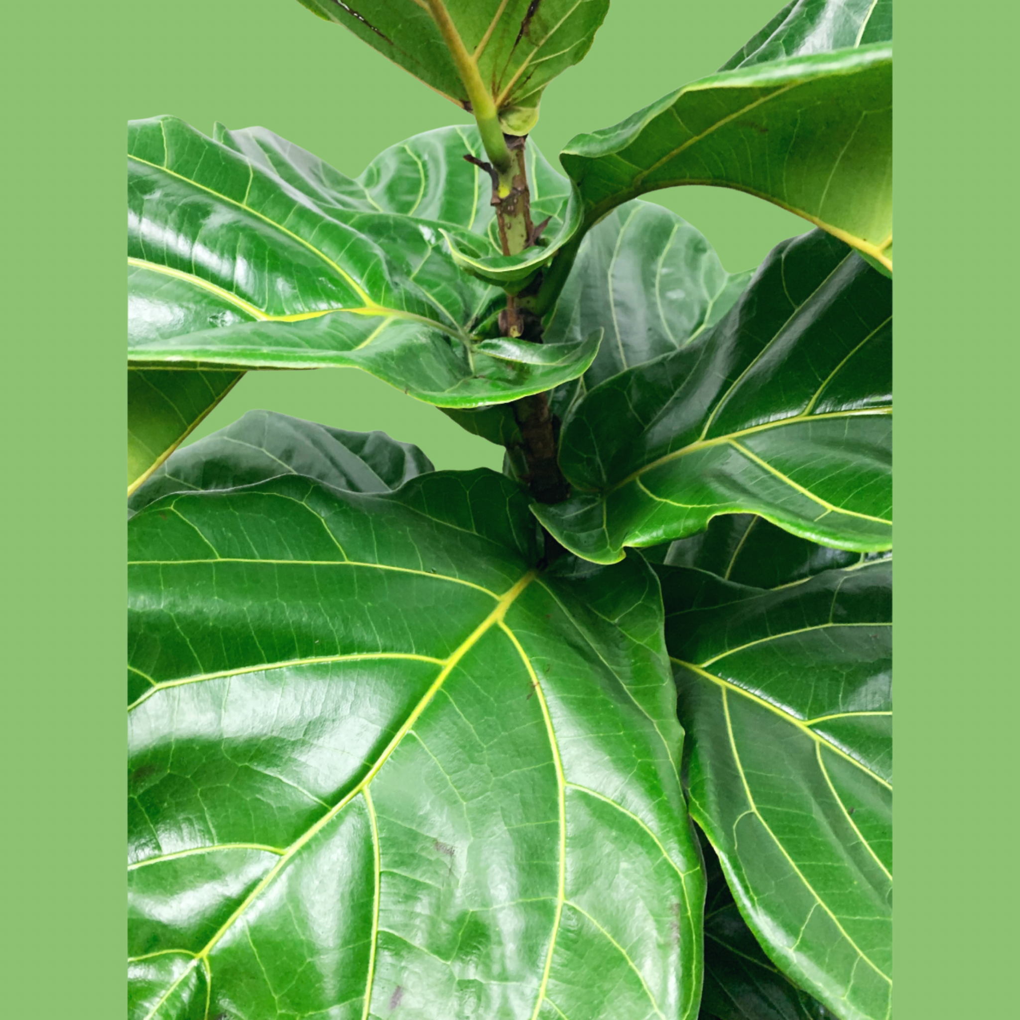Ficus