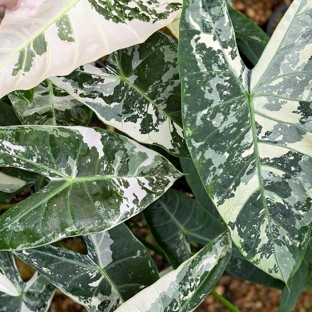 Alocasias