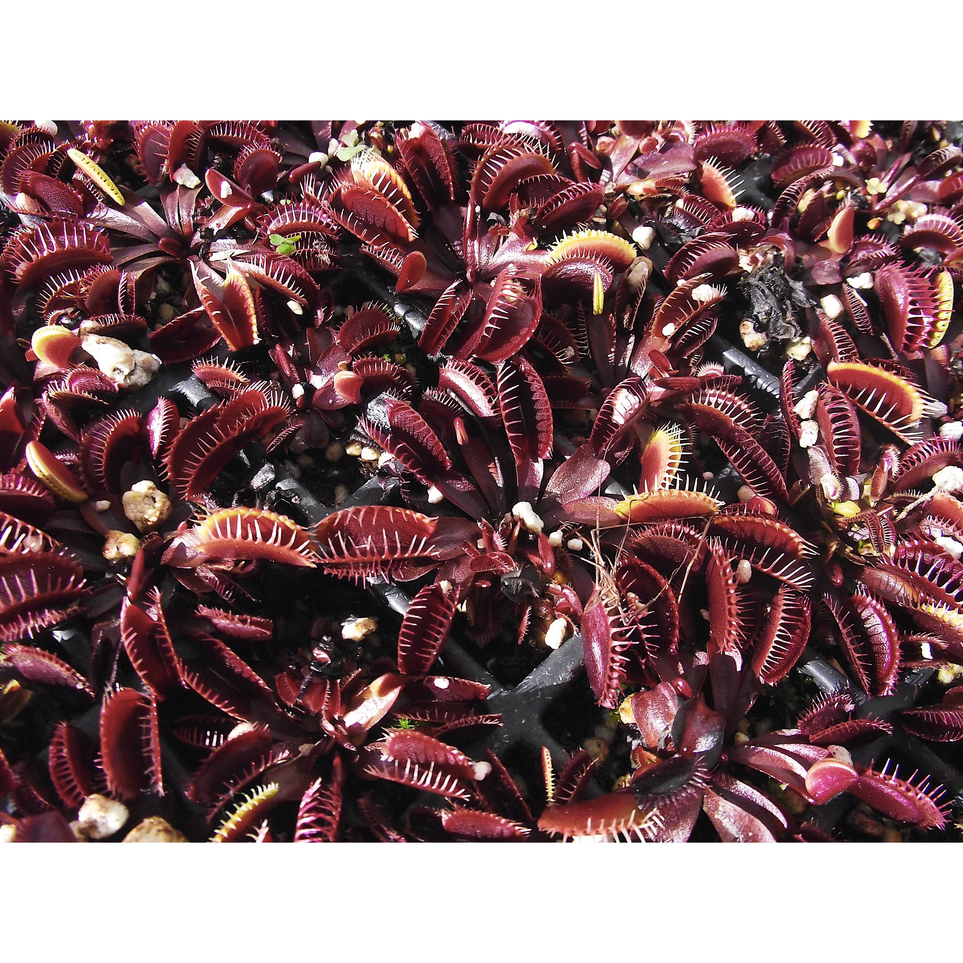 Venus Fly Trap Bundle