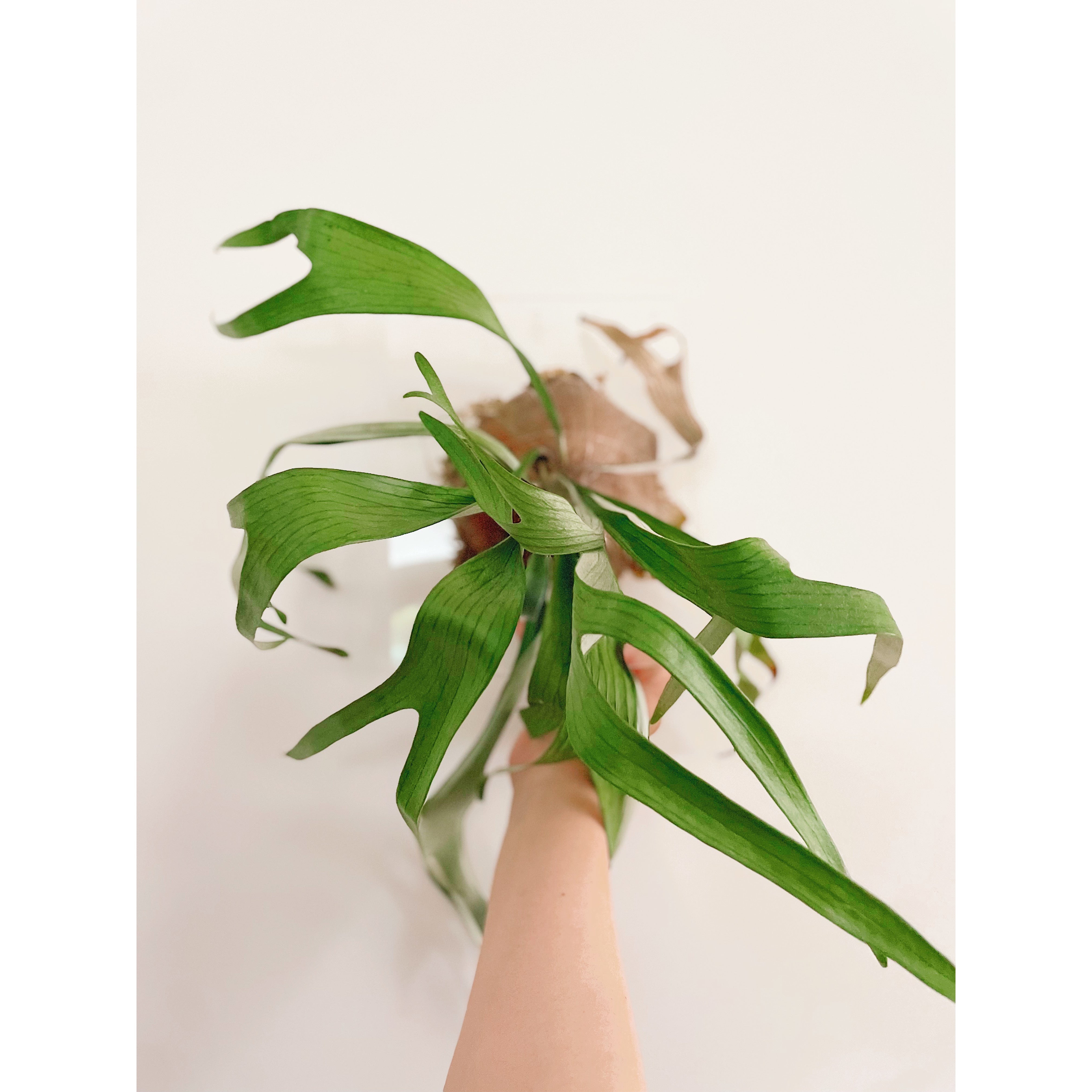 Clear Acrylic Board For Mounting Orchids - Staghorns - Epiphytes - Other Ferns - Air Plants