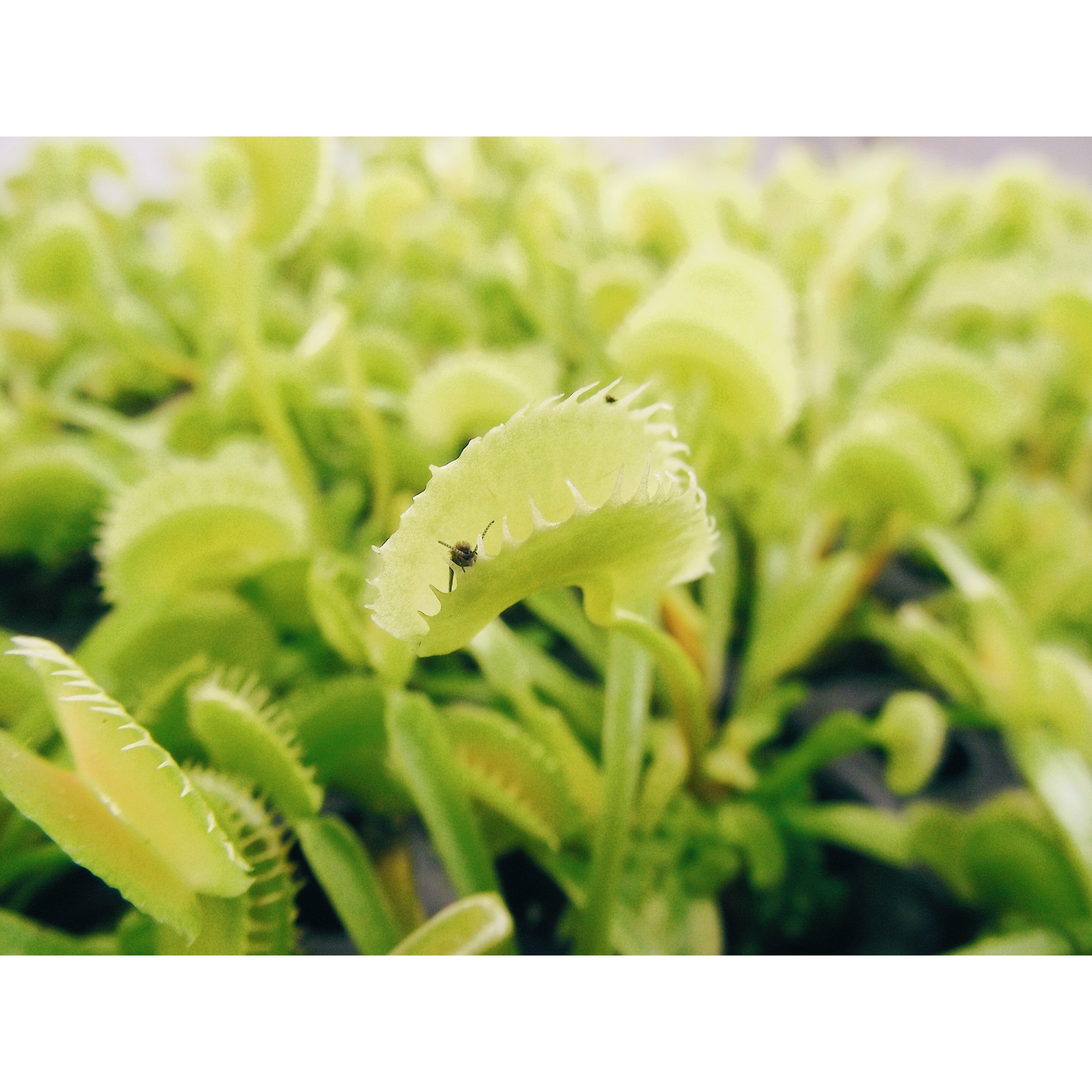 Venus Fly Trap Bundle