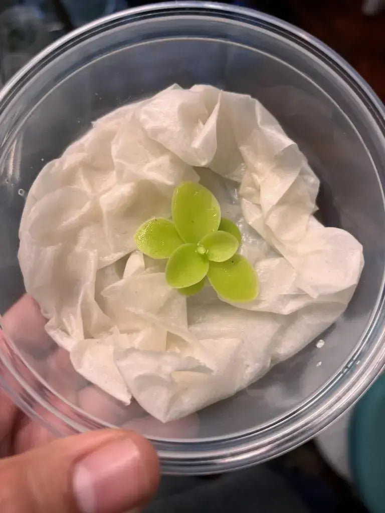 25 Pack Pinguicula Gigantea - Carnivorous Plant Giant Butter: 25 Pack - Las Selvas