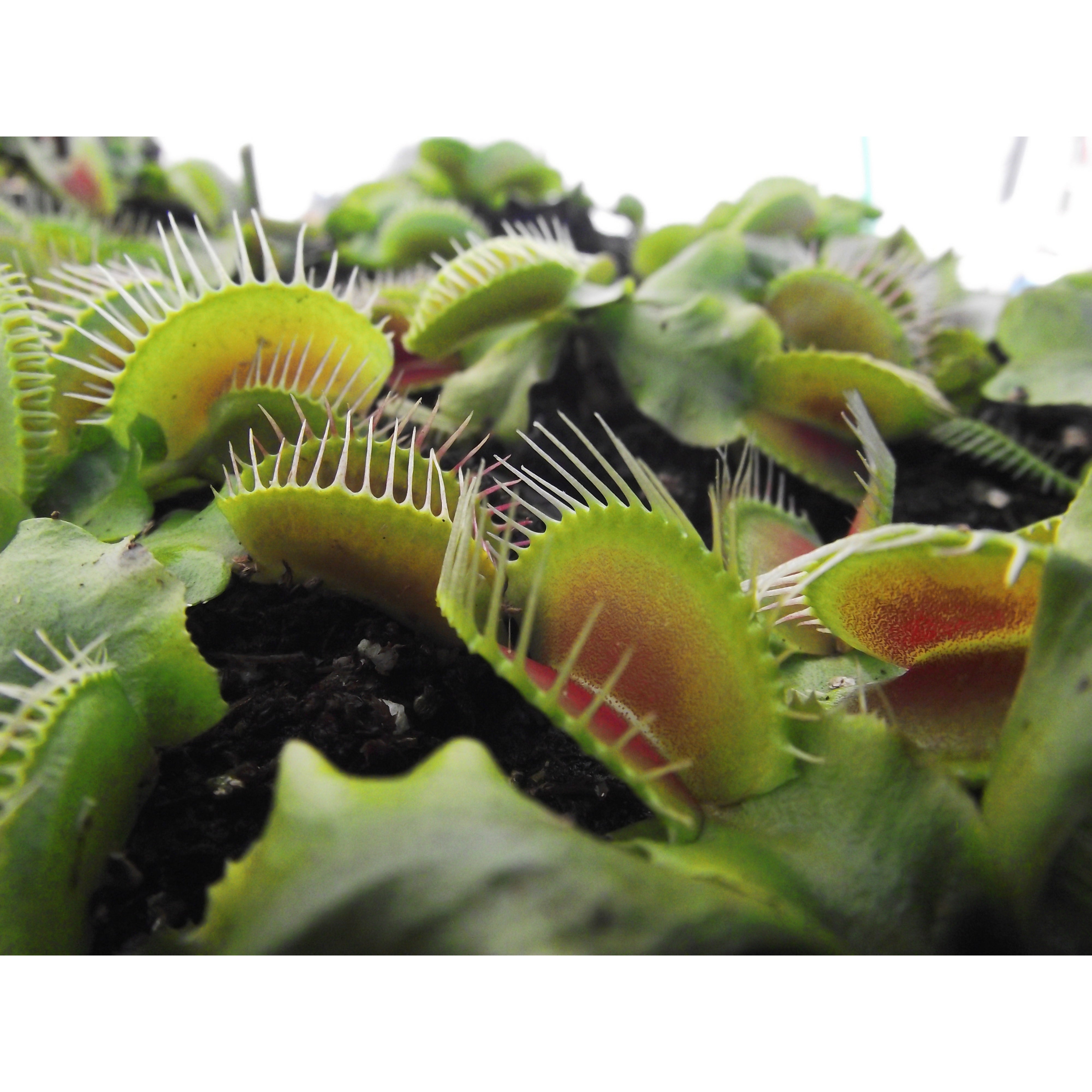 Venus Fly Trap Bundle