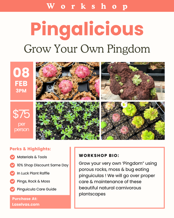 Pingalicious: February 8th 3-4PM