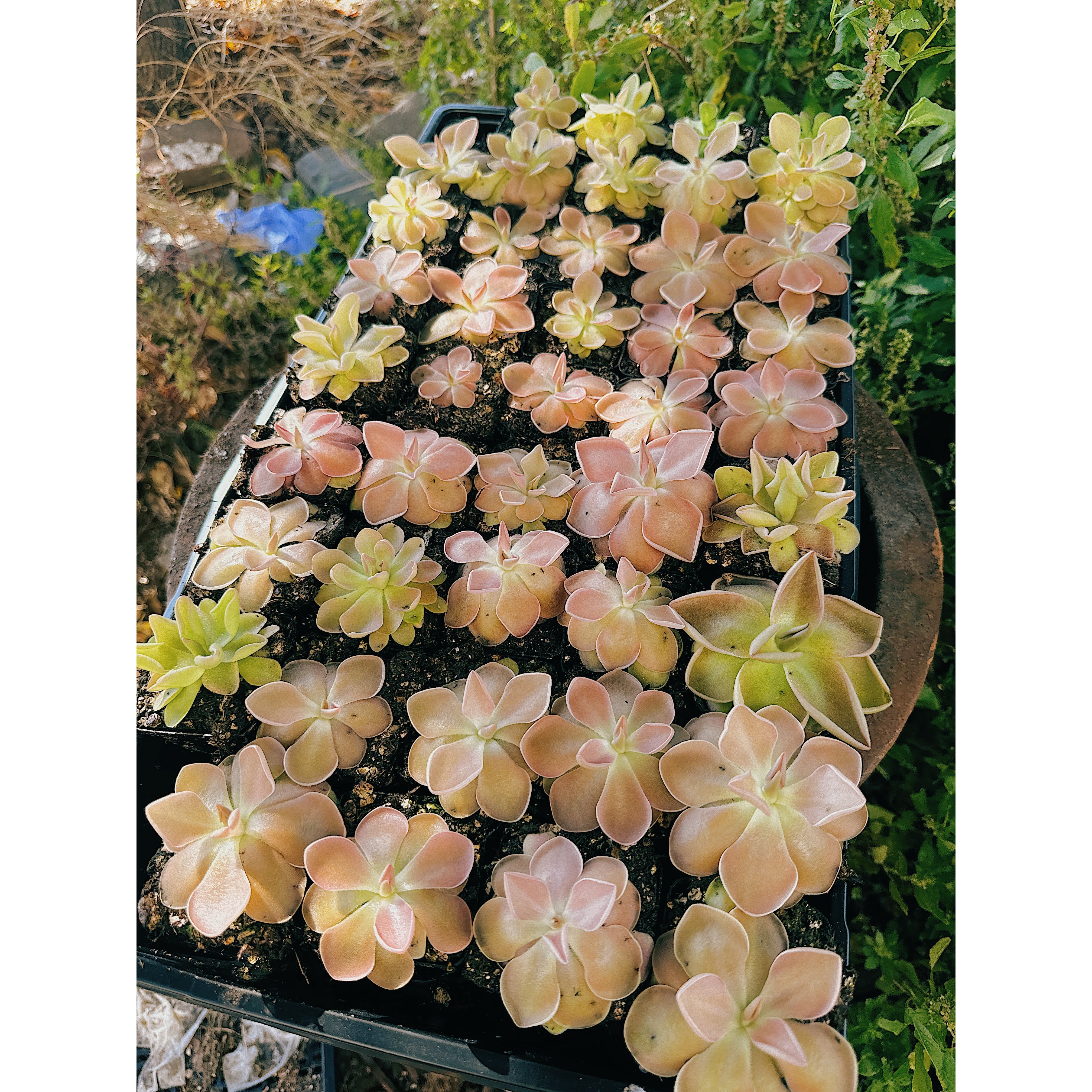 Pinguicula Kewensis