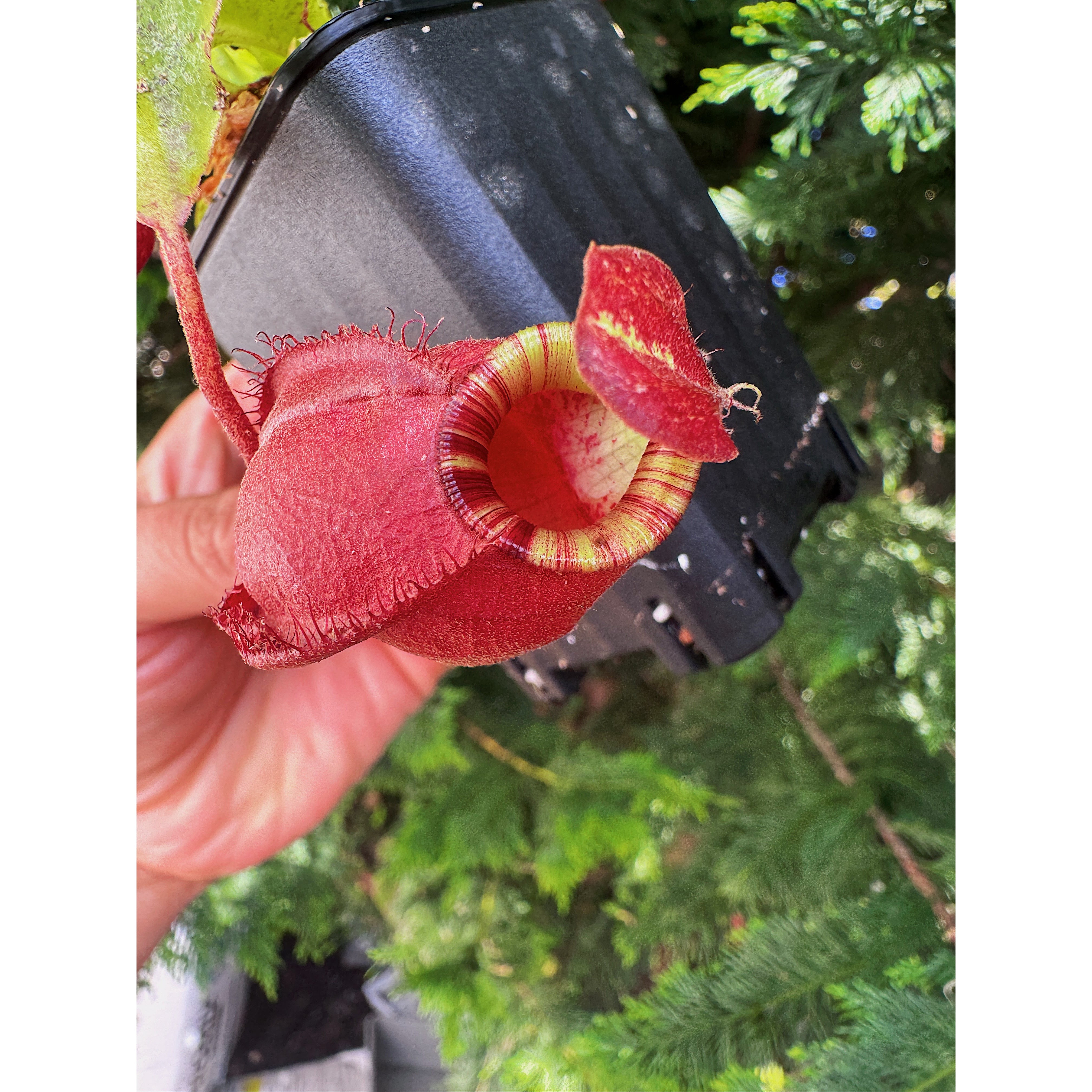 Nepenthes Mirab. Var Globosa x Ampullaria Black Miracle