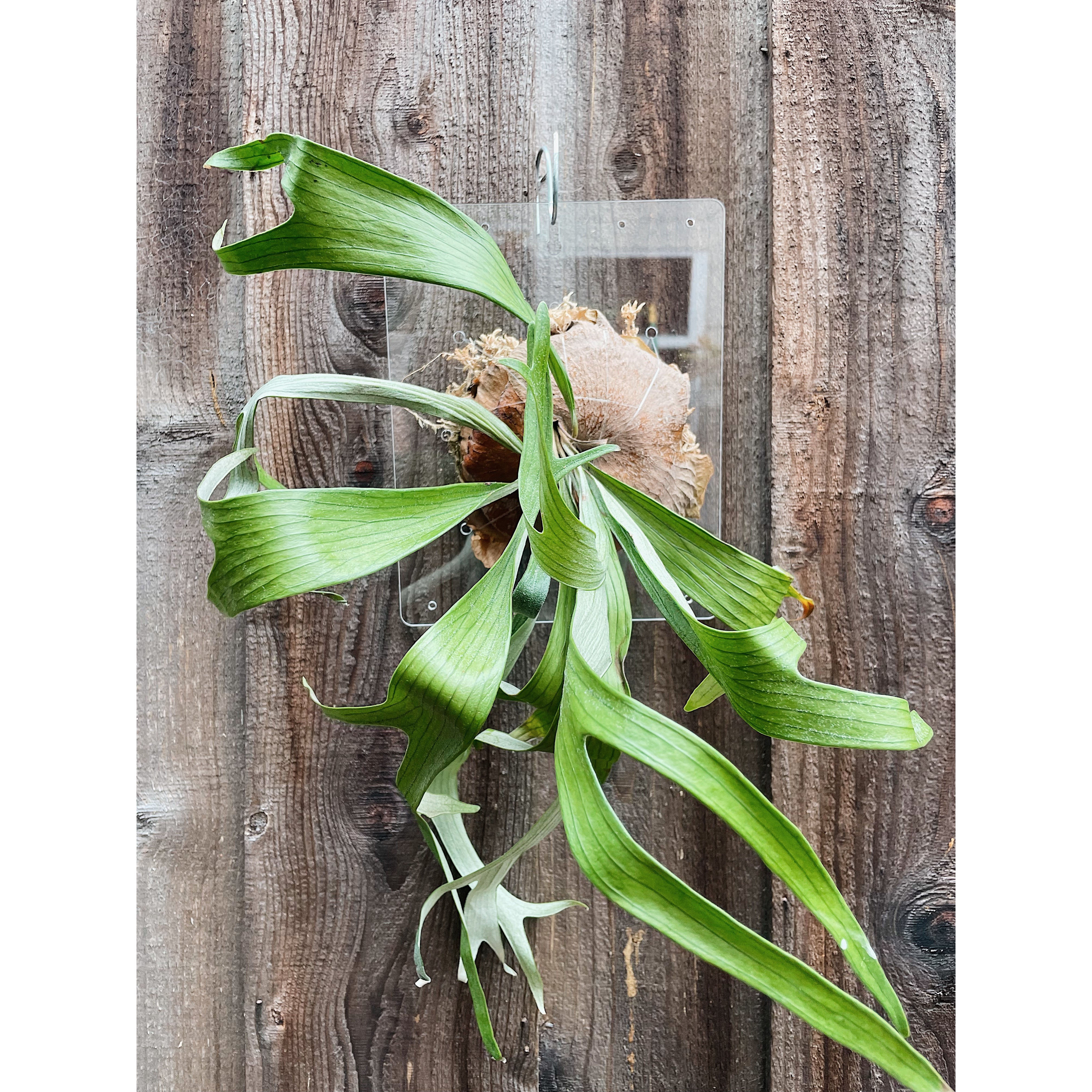 Clear Acrylic Board For Mounting Orchids - Staghorns - Epiphytes - Other Ferns - Air Plants
