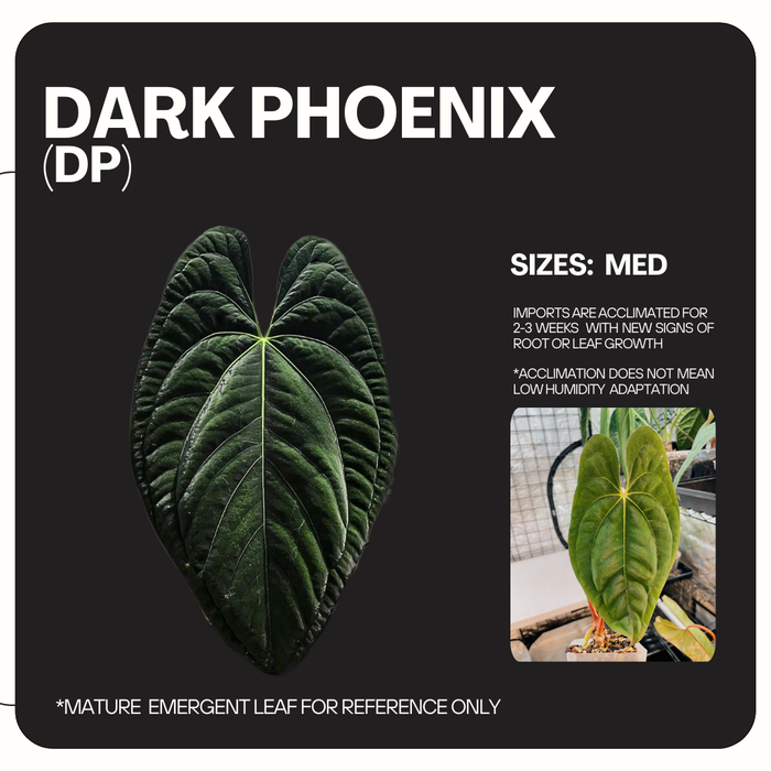 PREORDER Anthurium Dark Phoenix