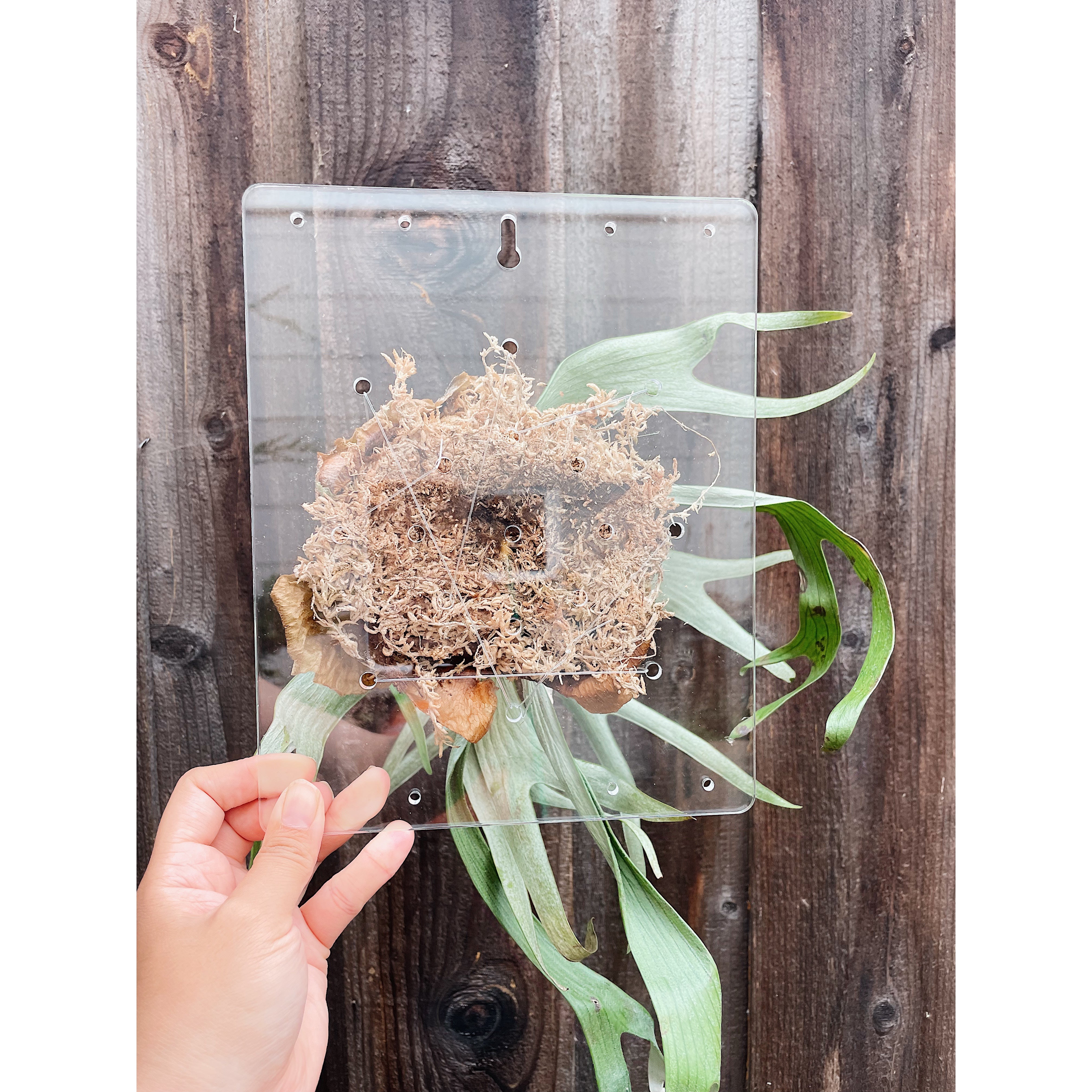 Clear Acrylic Board For Mounting Orchids - Staghorns - Epiphytes - Other Ferns - Air Plants