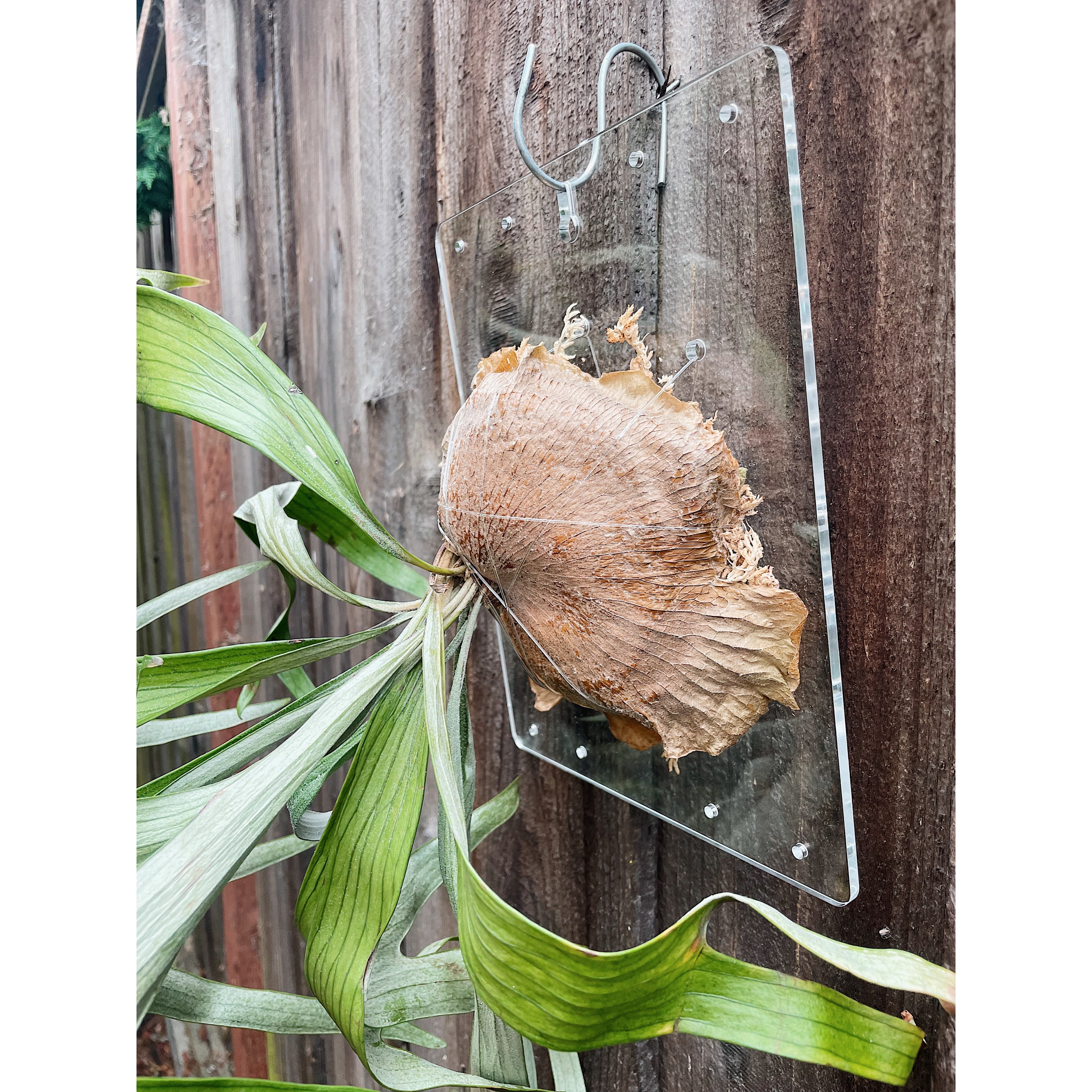 Clear Acrylic Board For Mounting Orchids - Staghorns - Epiphytes - Other Ferns - Air Plants